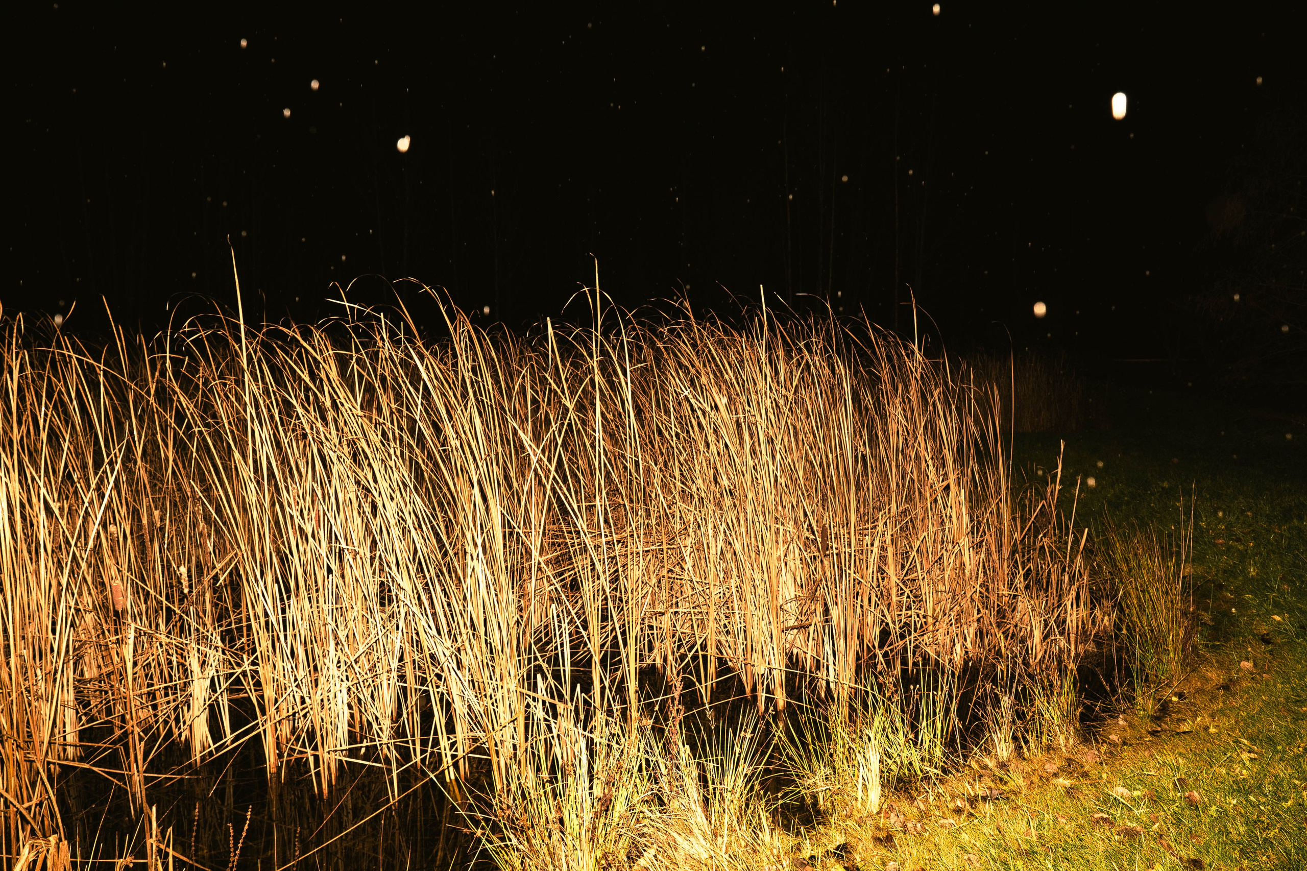 Prints on sale. Tatiana Mishchenko