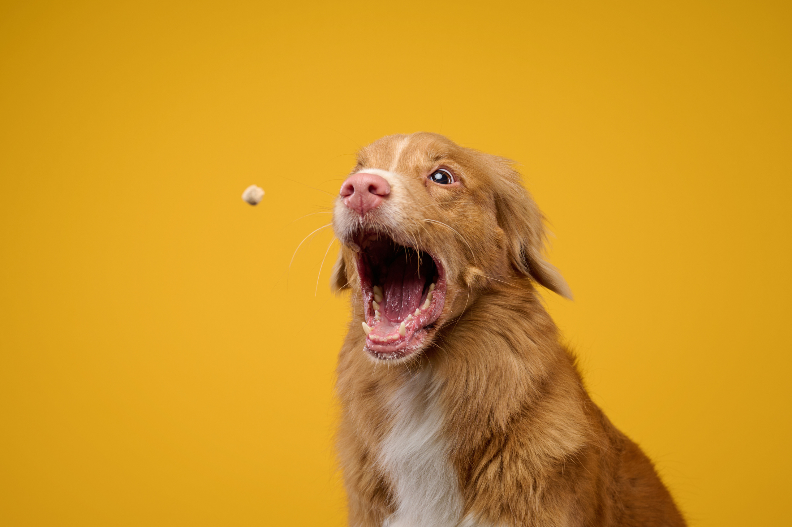 Портфолио. Фотограф анималист в Казани Алина Сулейманова. Фотограф животных