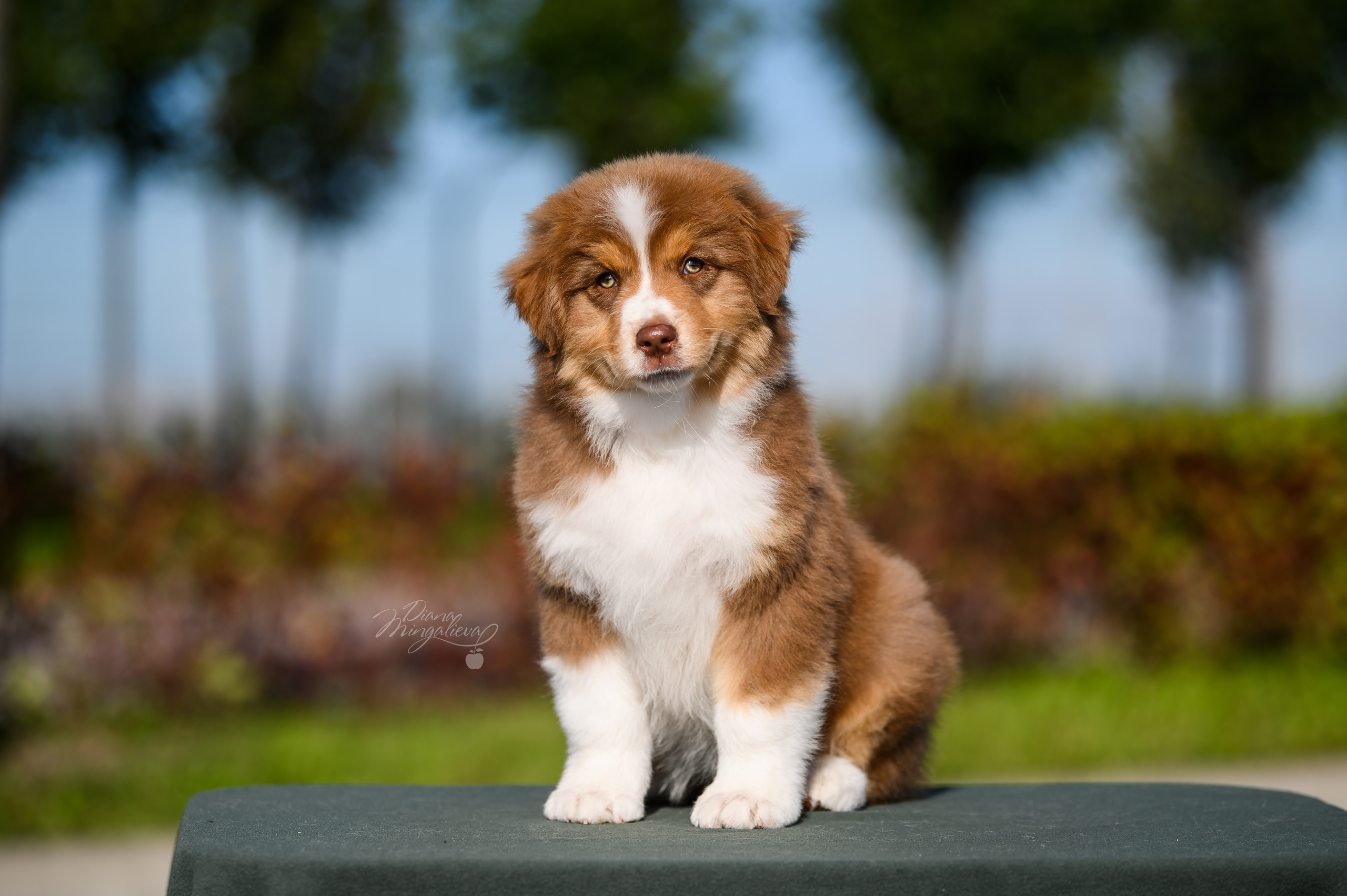 ПОМЕТ Е. Питомник австралийских овчарок «APPLEDORE»