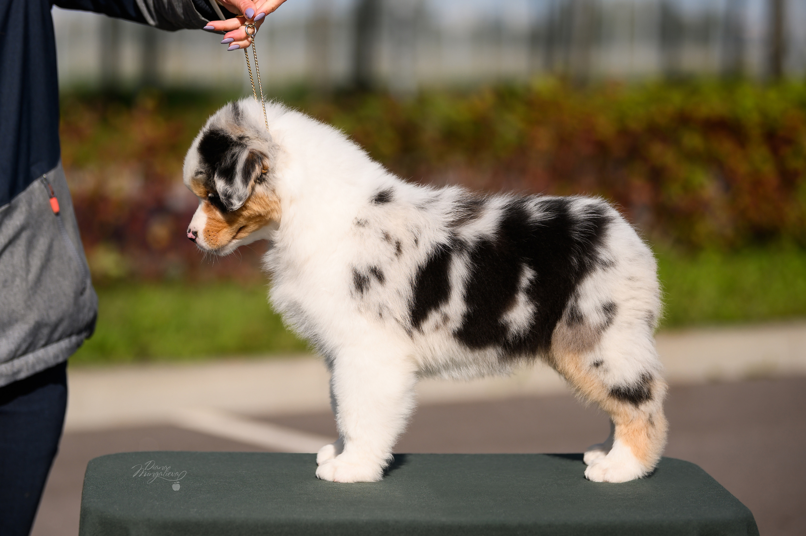 ПОМЕТ Е. Питомник австралийских овчарок «APPLEDORE»