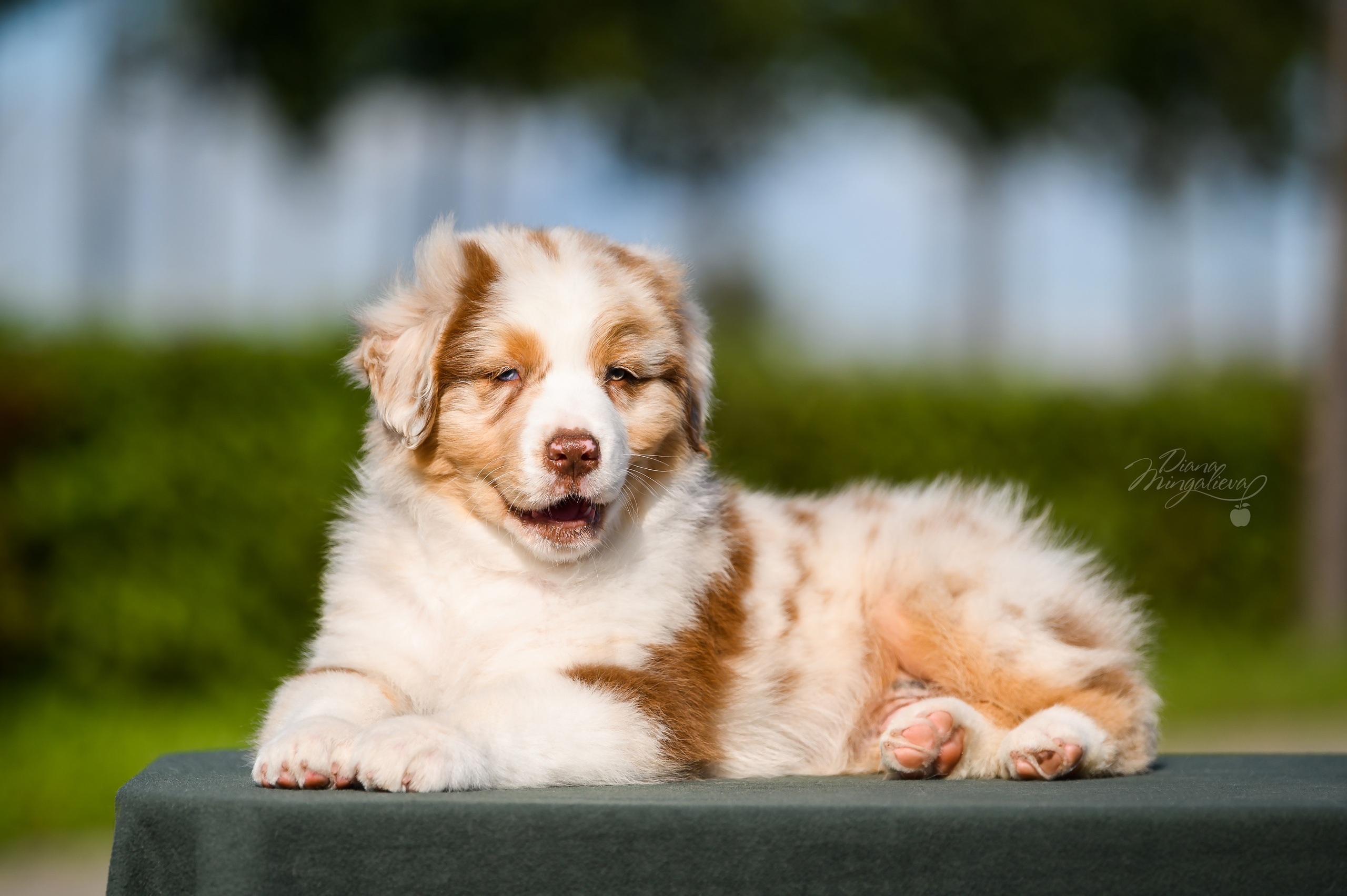 ПОМЕТ Е. Питомник австралийских овчарок «APPLEDORE»