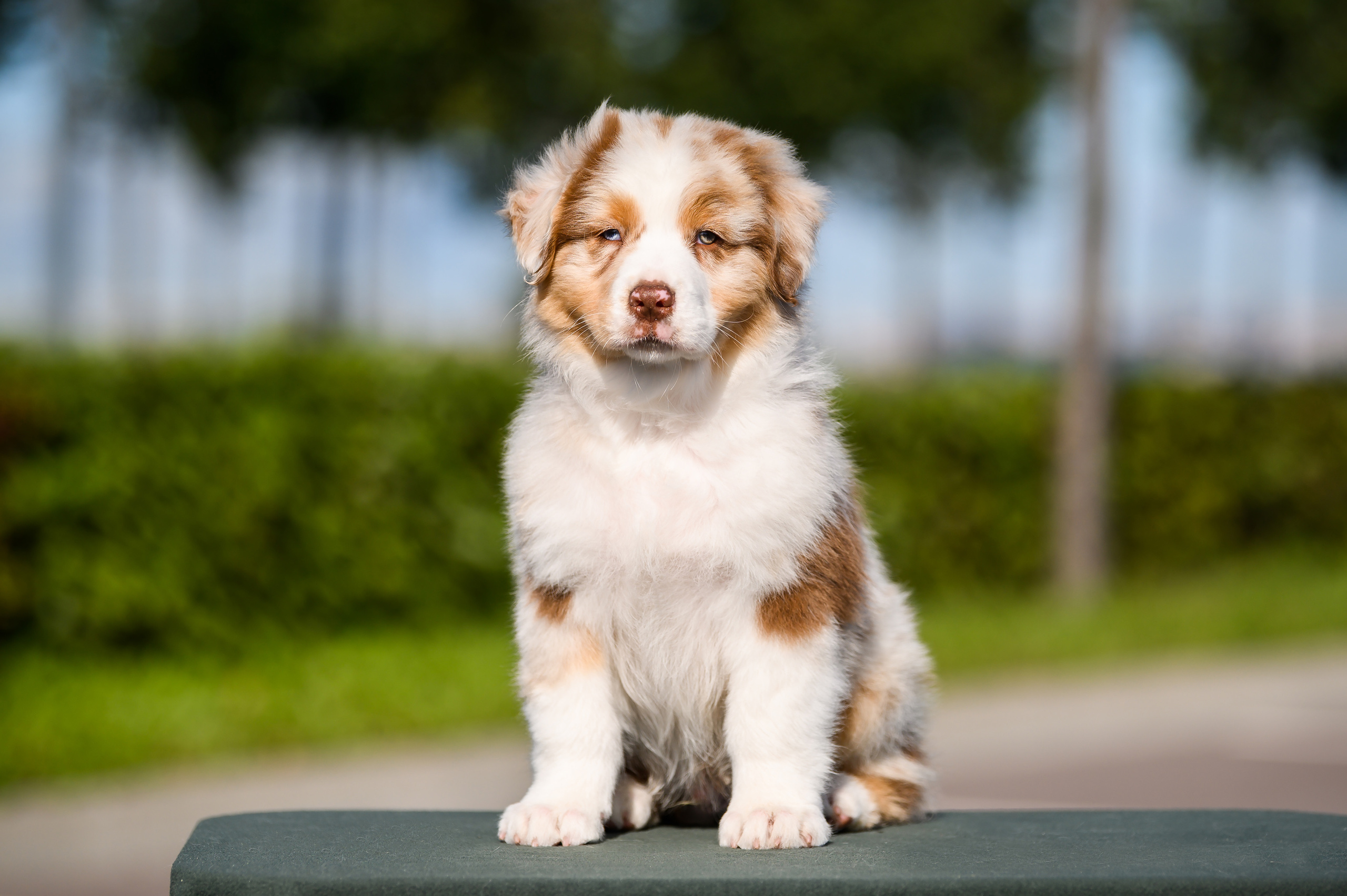 ПОМЕТ Е. Питомник австралийских овчарок «APPLEDORE»