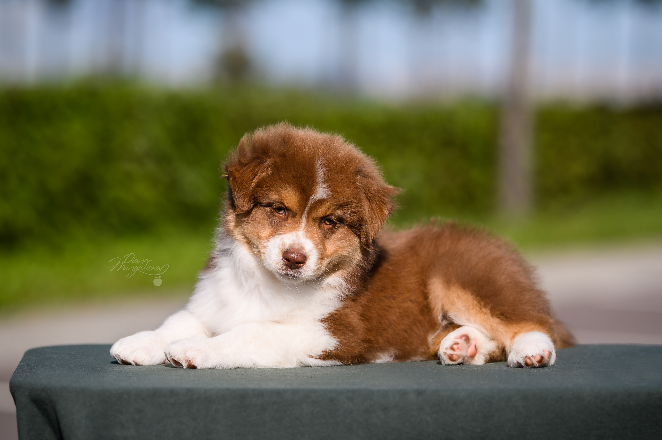 ПОМЕТ Е. Питомник австралийских овчарок «APPLEDORE»