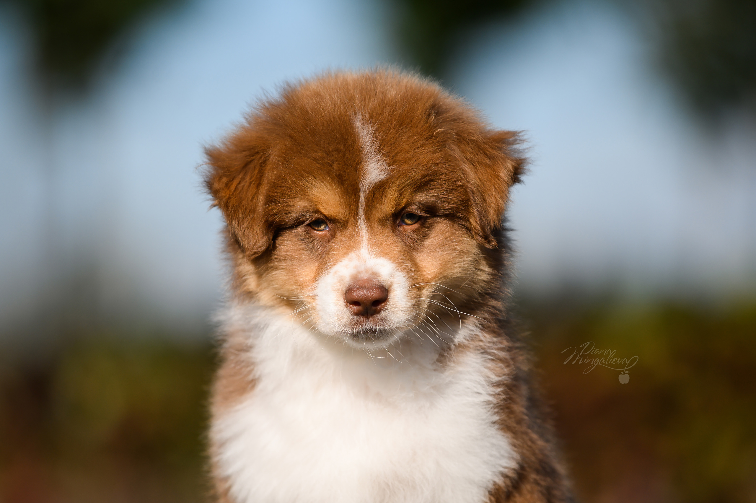 ПОМЕТ Е. Питомник австралийских овчарок «APPLEDORE»