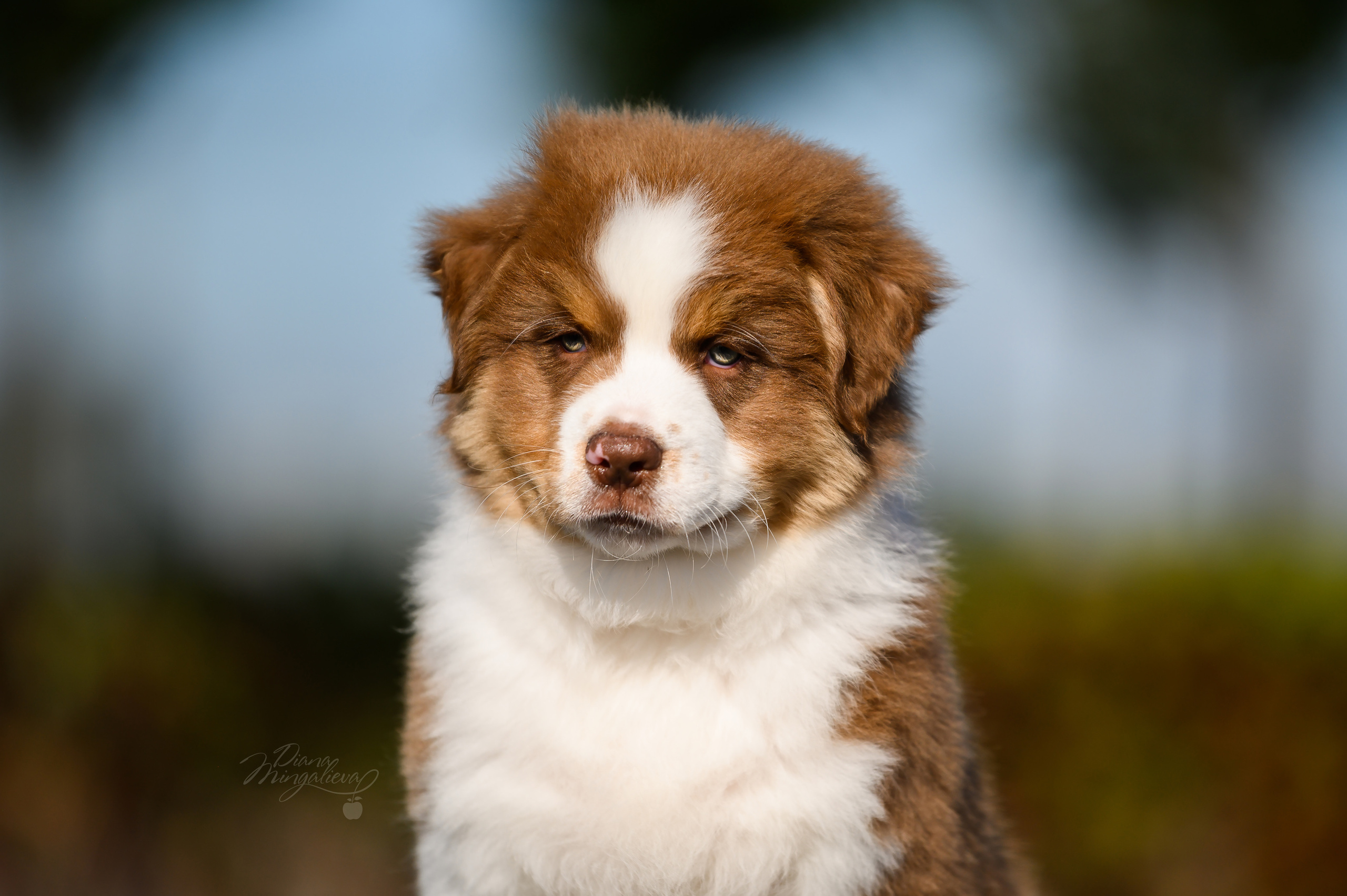 ПОМЕТ Е. Питомник австралийских овчарок «APPLEDORE»