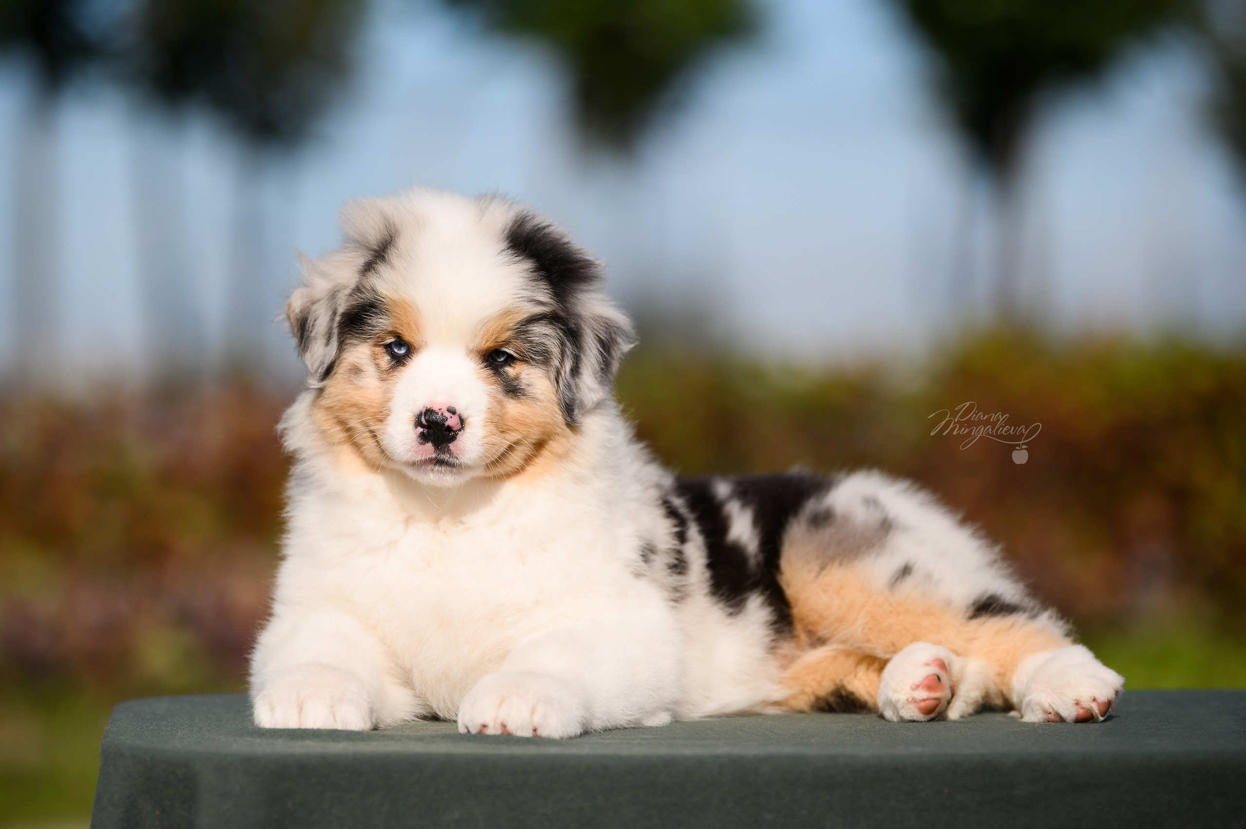 ПОМЕТ Е. Питомник австралийских овчарок «APPLEDORE»