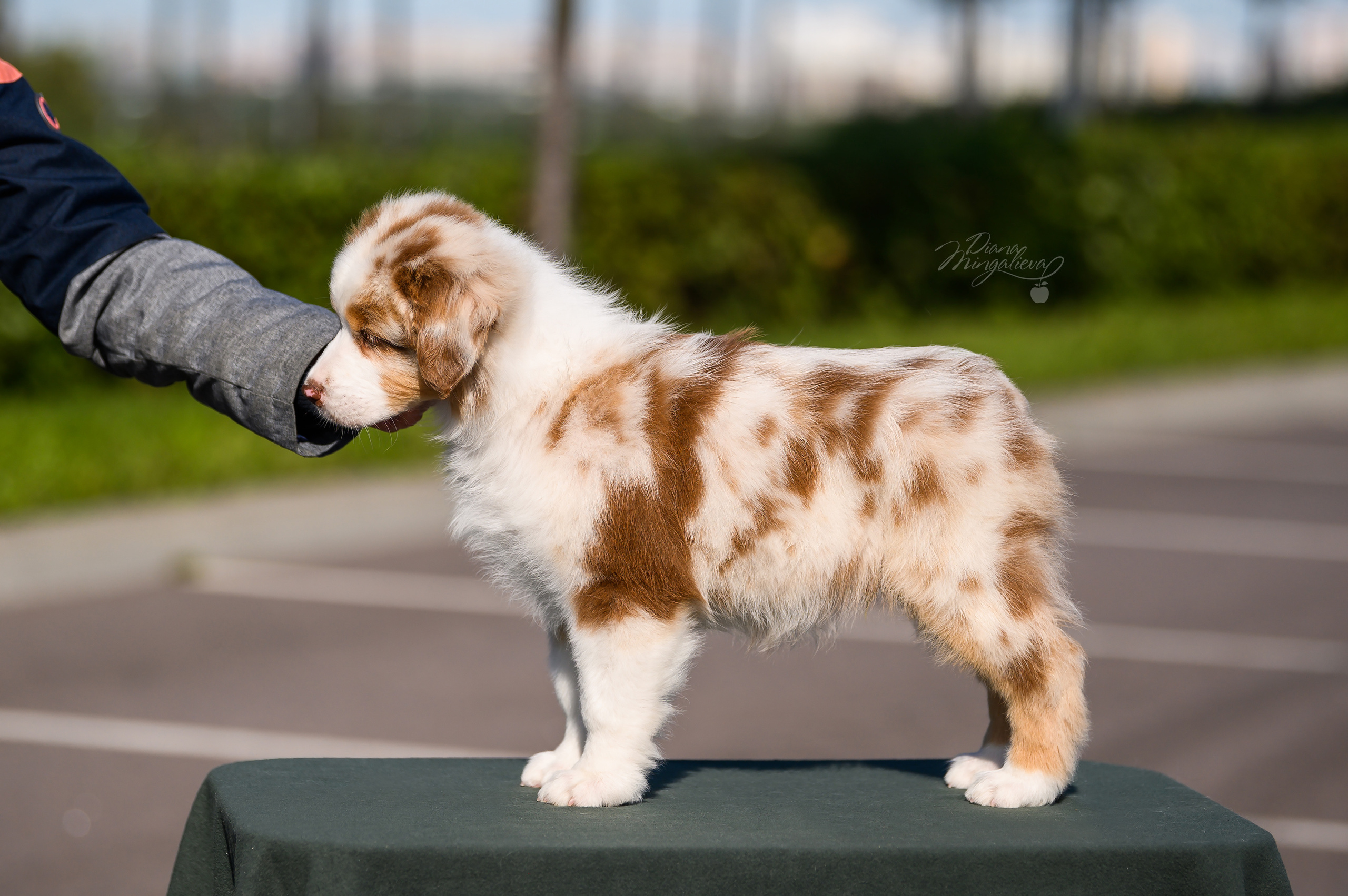 ПОМЕТ Е. Питомник австралийских овчарок «APPLEDORE»