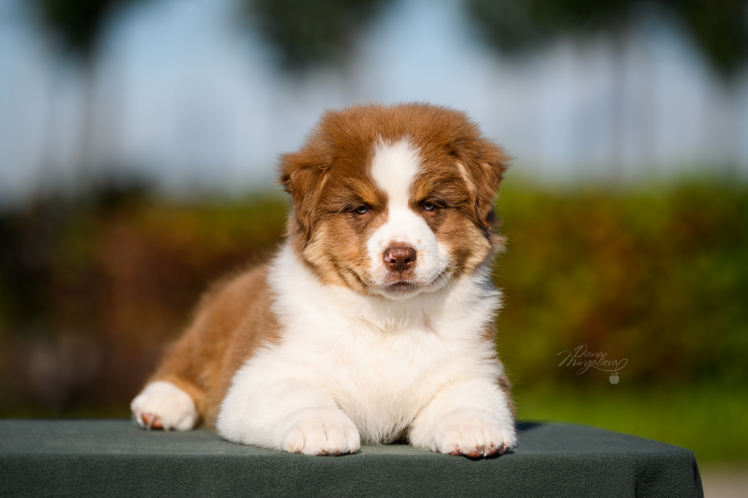 ПОМЕТ Е. Питомник австралийских овчарок «APPLEDORE»