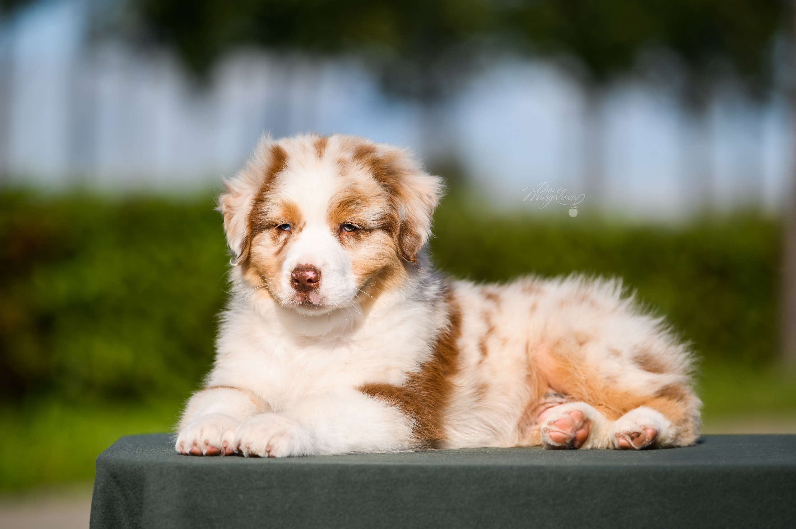 ПОМЕТ Е. Питомник австралийских овчарок «APPLEDORE»