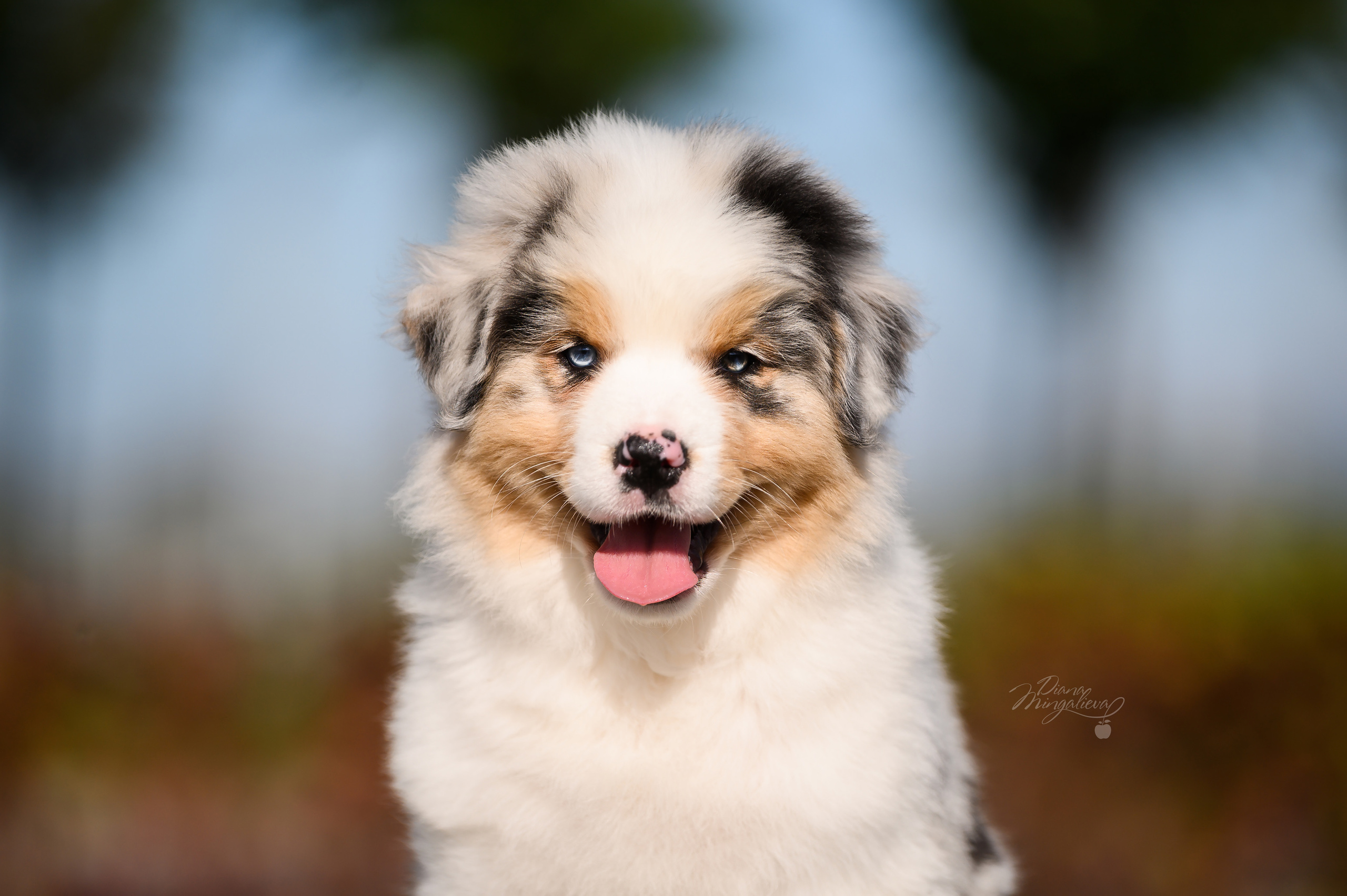 ПОМЕТ Е. Питомник австралийских овчарок «APPLEDORE»