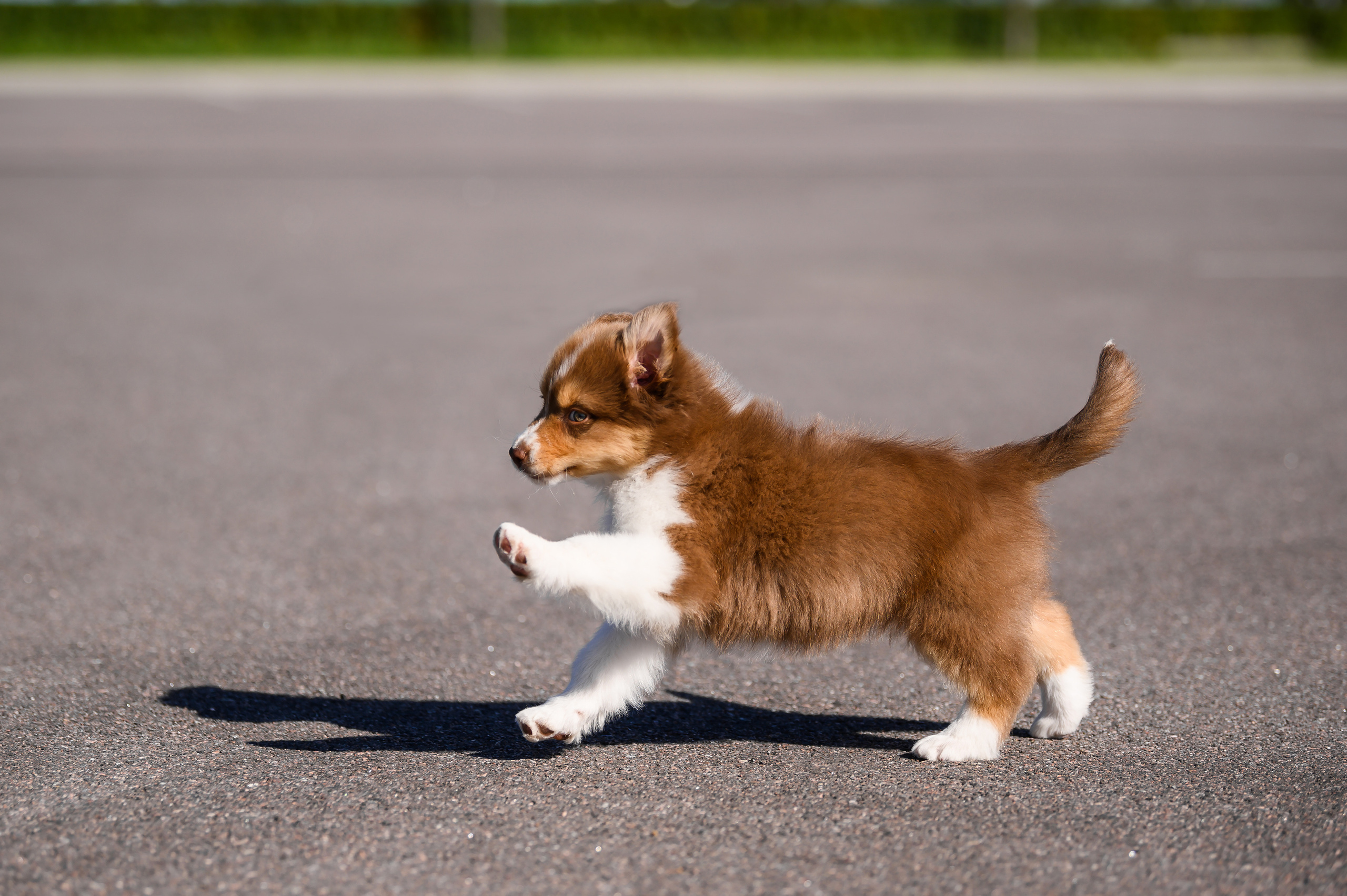 ПОМЕТ Е. Питомник австралийских овчарок «APPLEDORE»