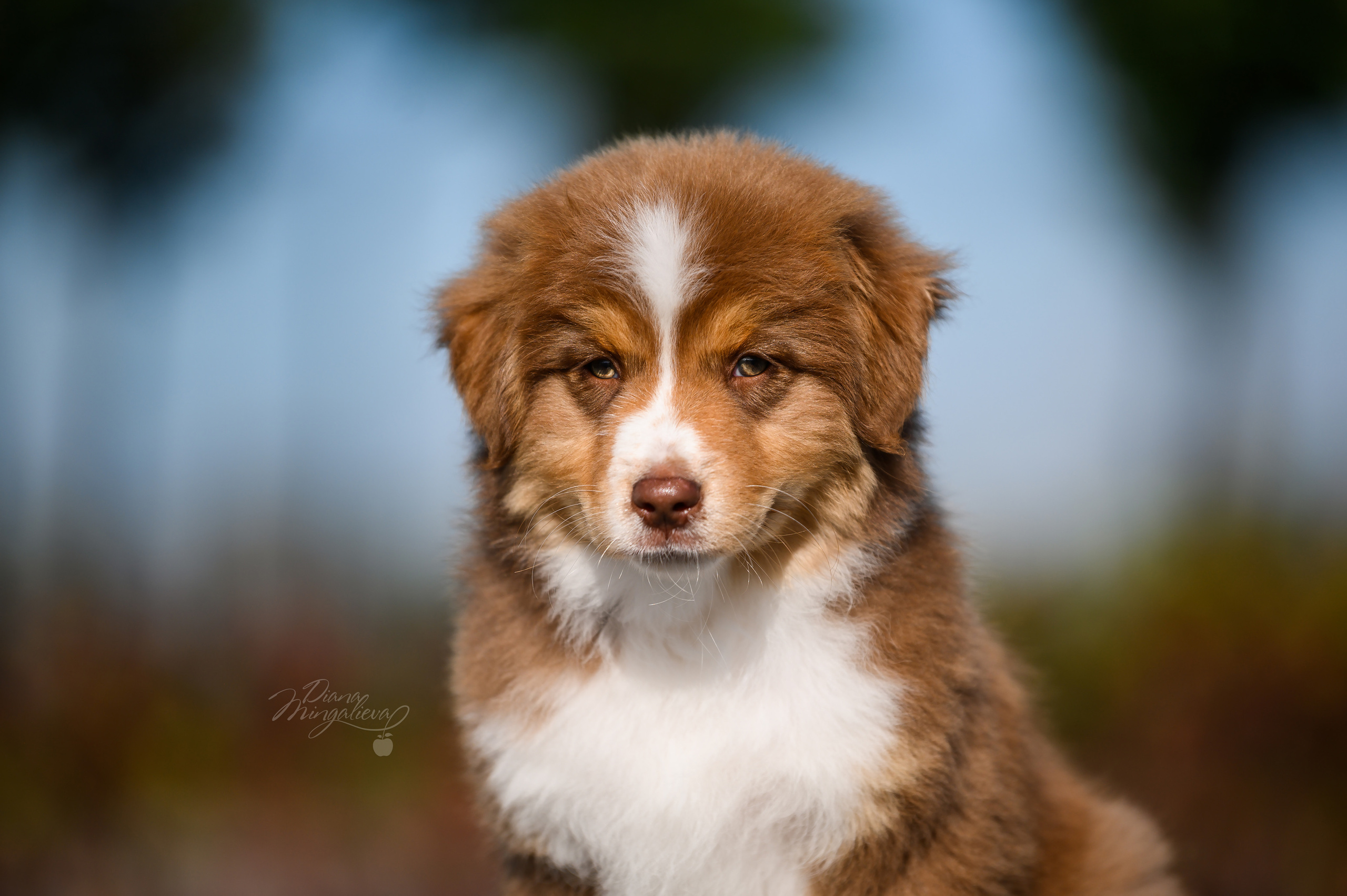 ПОМЕТ Е. Питомник австралийских овчарок «APPLEDORE»