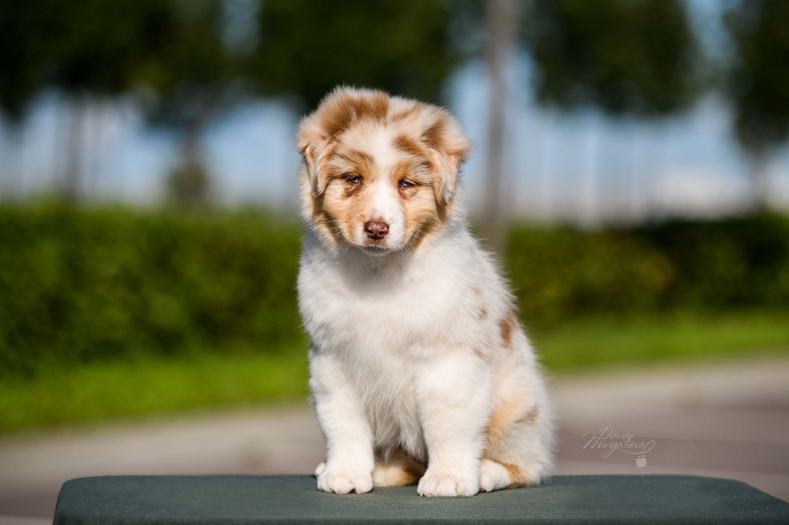 ПОМЕТ Е. Питомник австралийских овчарок «APPLEDORE»