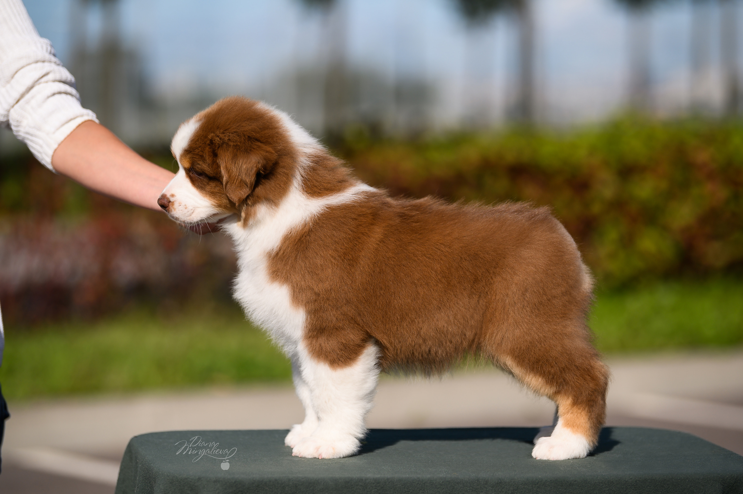 ПОМЕТ Е. Питомник австралийских овчарок «APPLEDORE»
