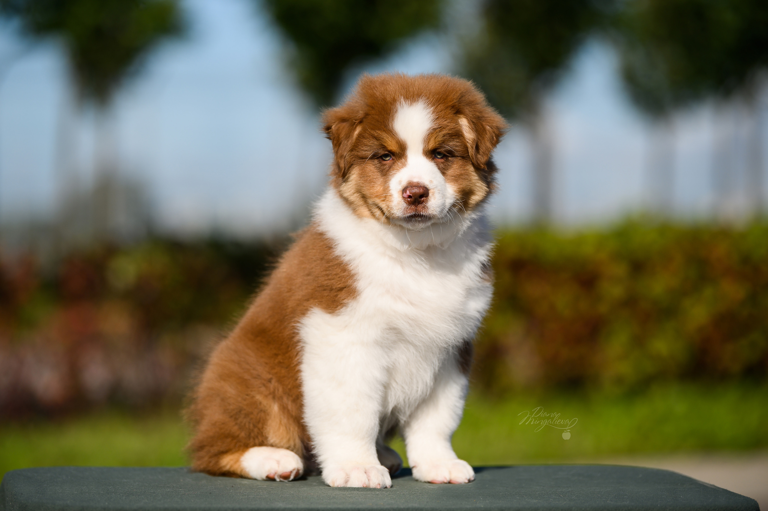 ПОМЕТ Е. Питомник австралийских овчарок «APPLEDORE»