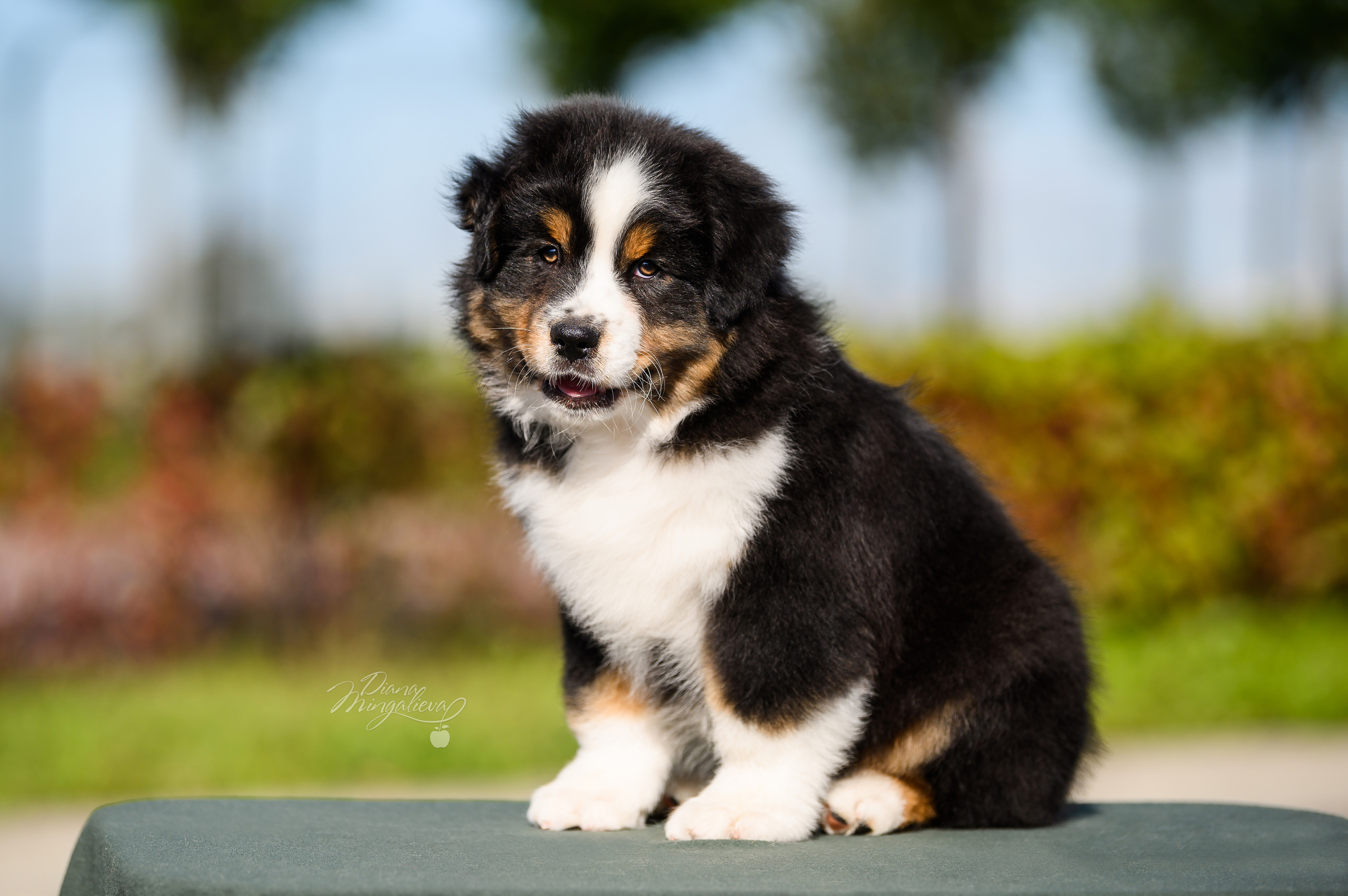 ПОМЕТ Е. Питомник австралийских овчарок «APPLEDORE»