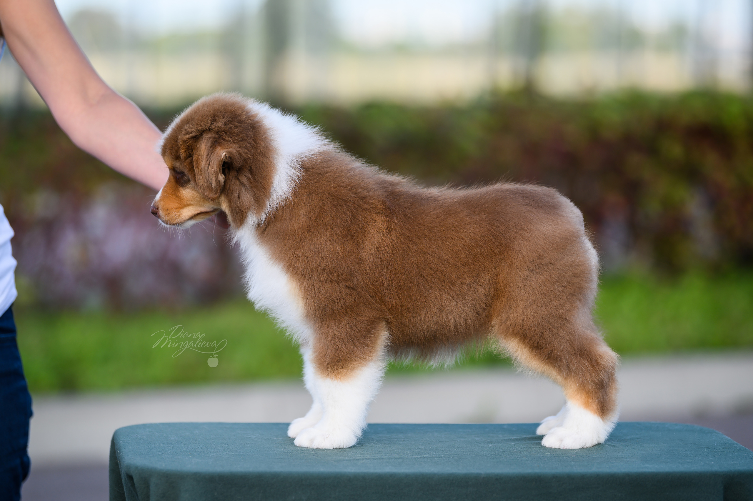 ПОМЕТ Е. Питомник австралийских овчарок «APPLEDORE»