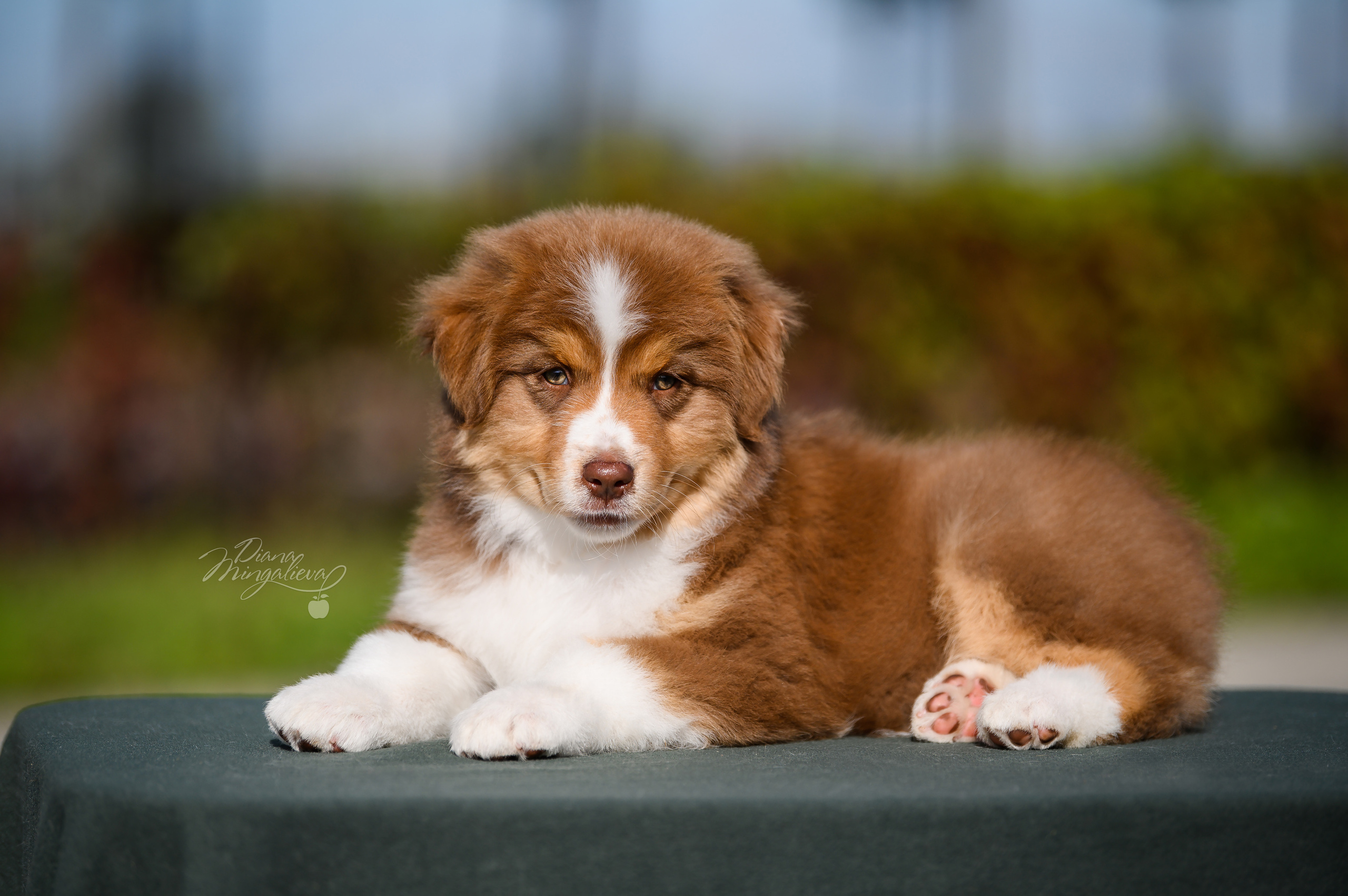 ПОМЕТ Е. Питомник австралийских овчарок «APPLEDORE»