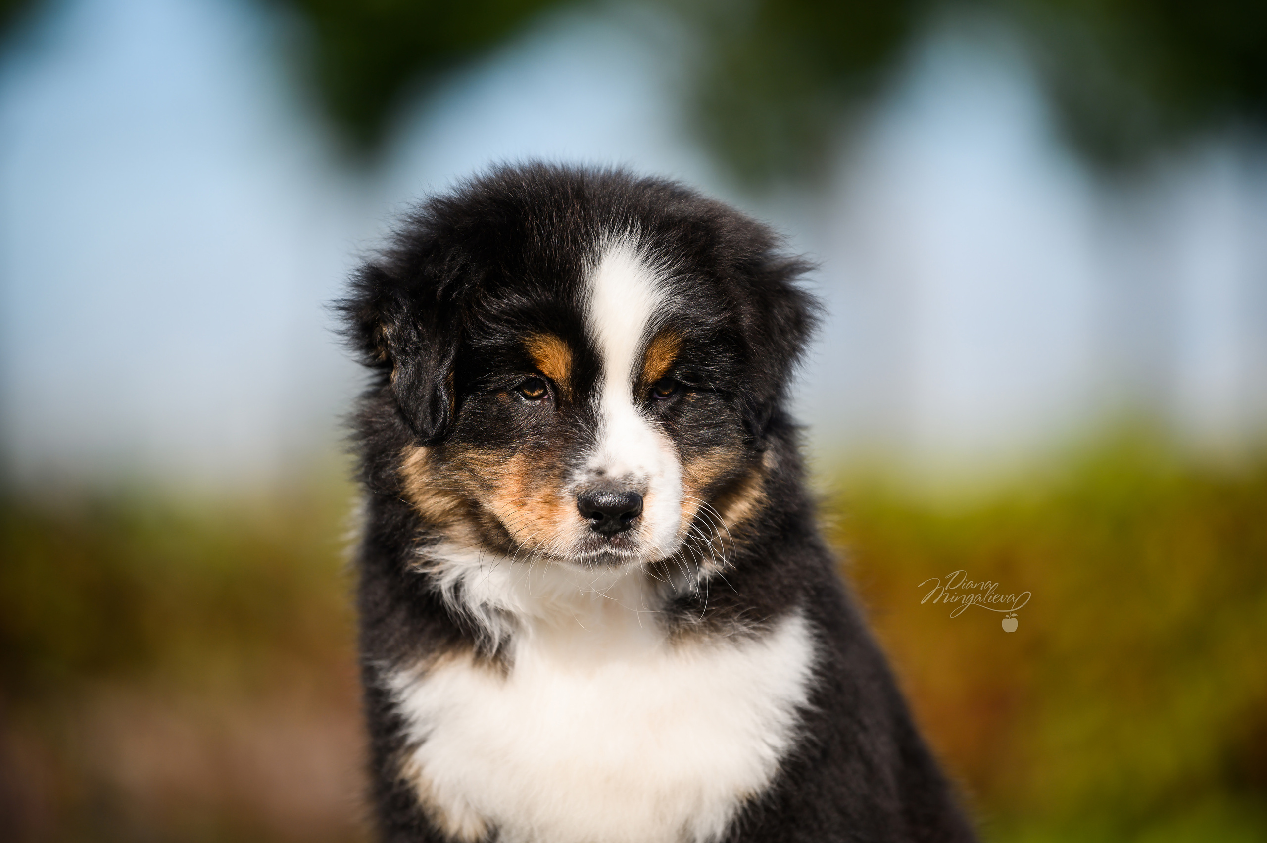 ПОМЕТ Е. Питомник австралийских овчарок «APPLEDORE»