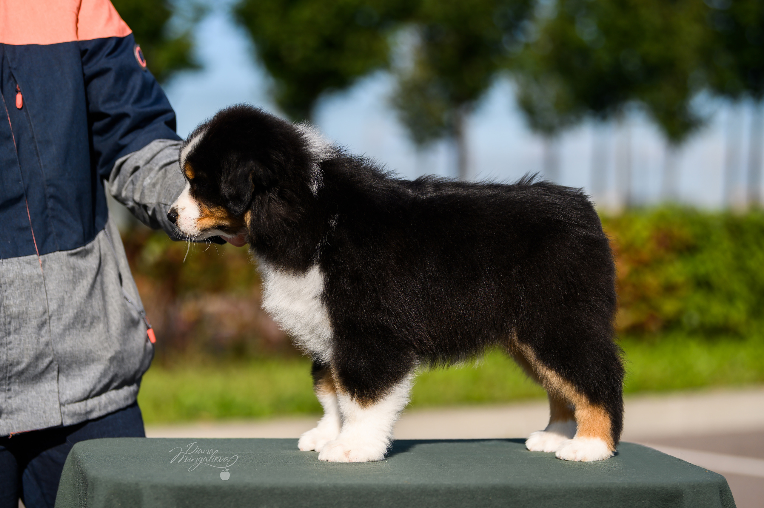 ПОМЕТ Е. Питомник австралийских овчарок «APPLEDORE»