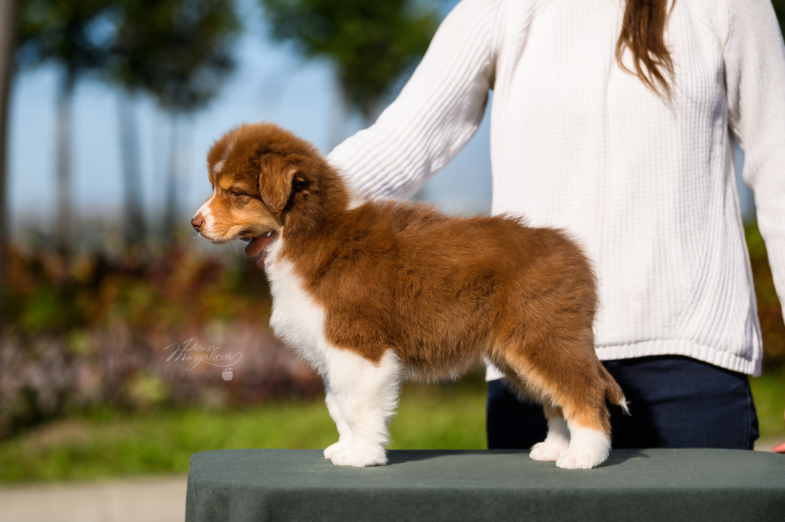 ПОМЕТ Е. Питомник австралийских овчарок «APPLEDORE»