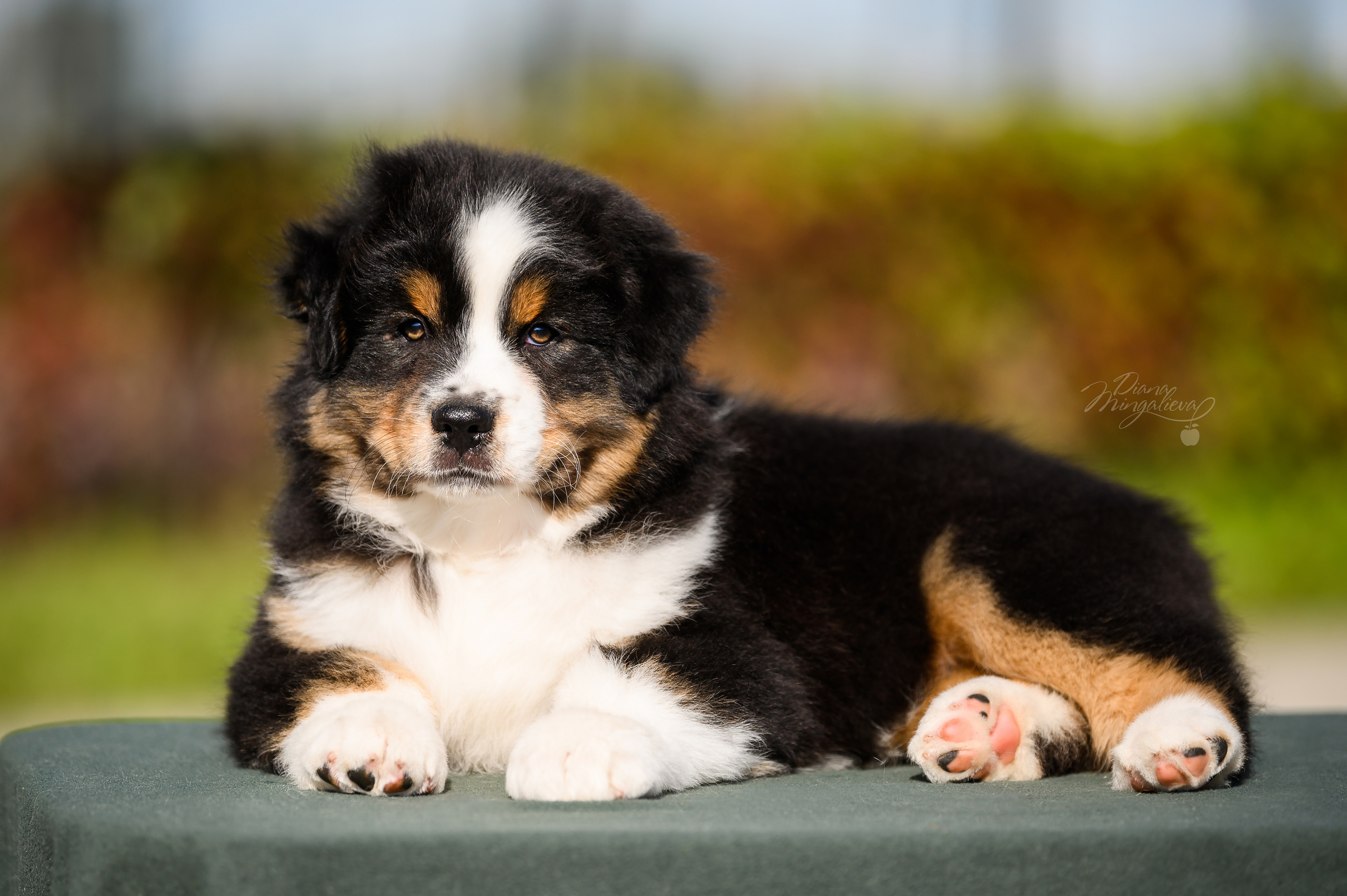 ПОМЕТ Е. Питомник австралийских овчарок «APPLEDORE»