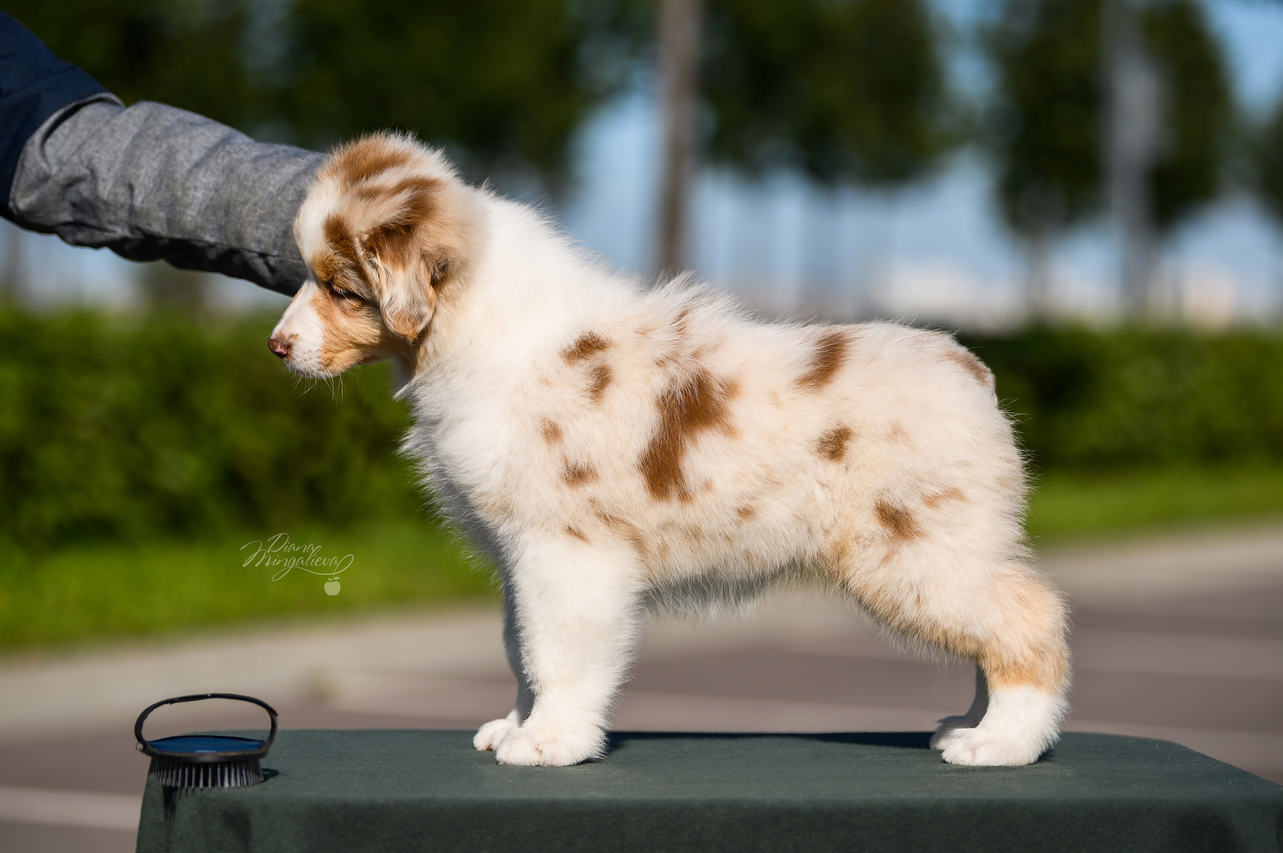 ПОМЕТ Е. Питомник австралийских овчарок «APPLEDORE»