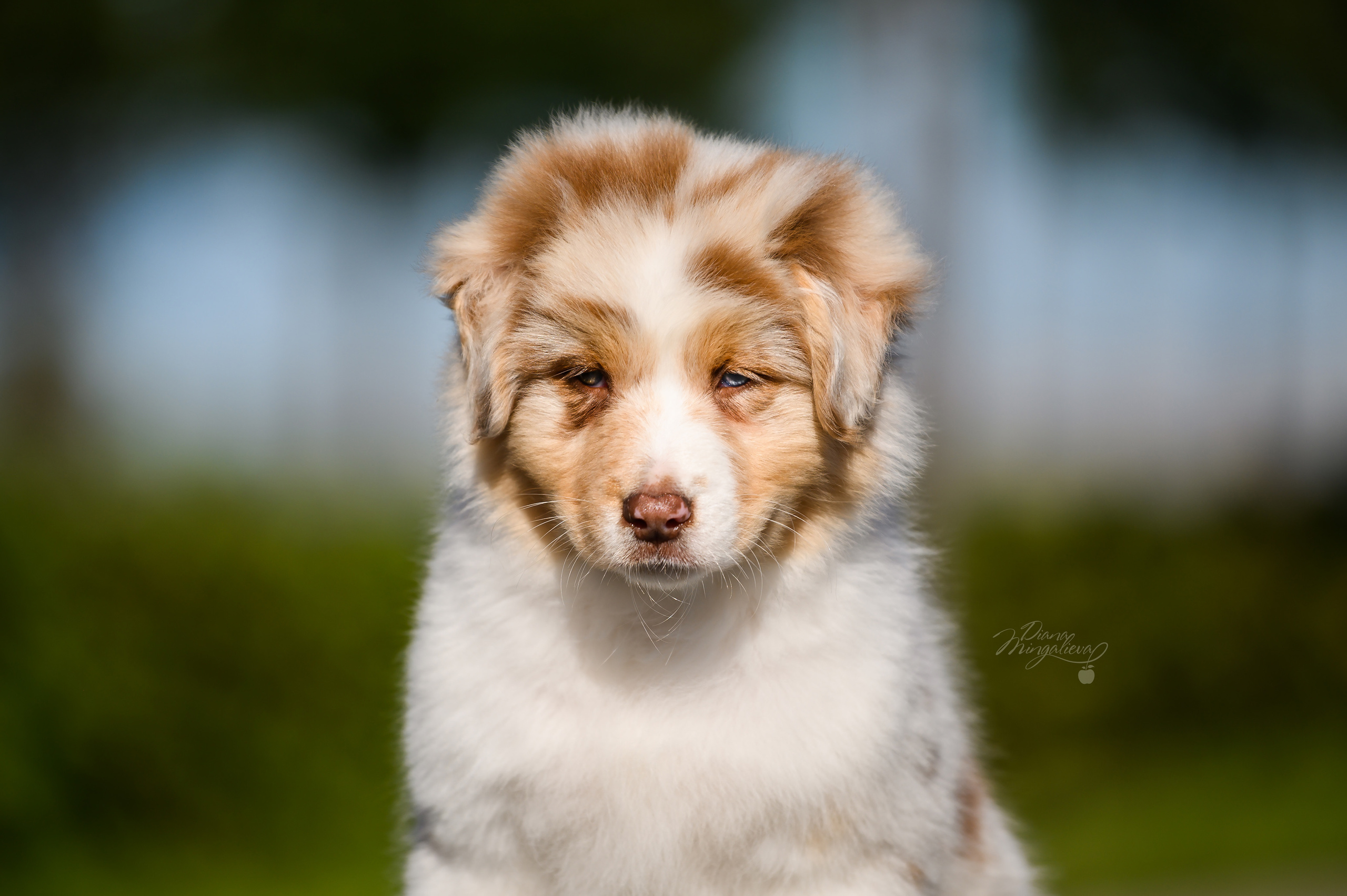 ПОМЕТ Е. Питомник австралийских овчарок «APPLEDORE»