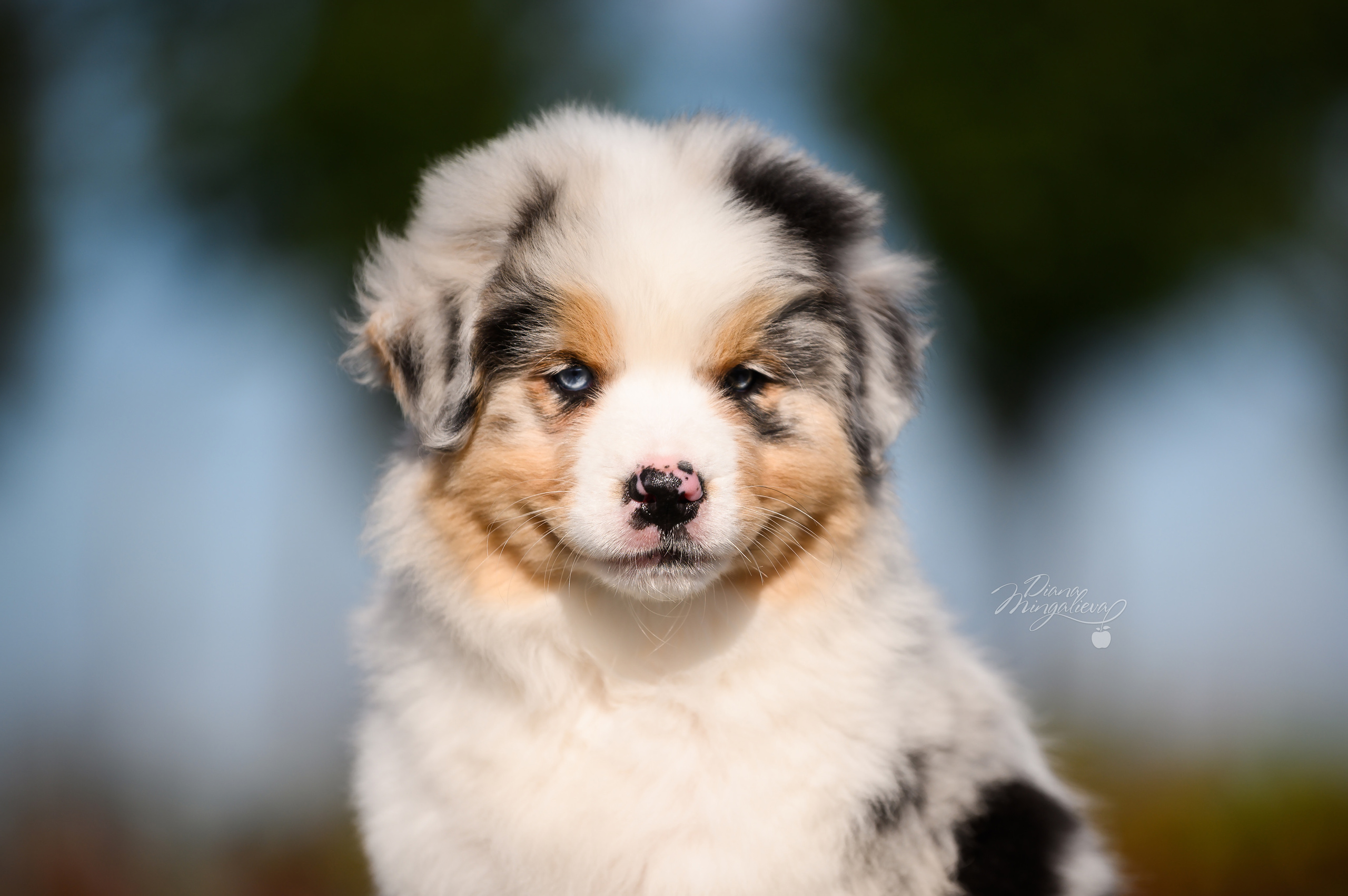 ПОМЕТ Е. Питомник австралийских овчарок «APPLEDORE»