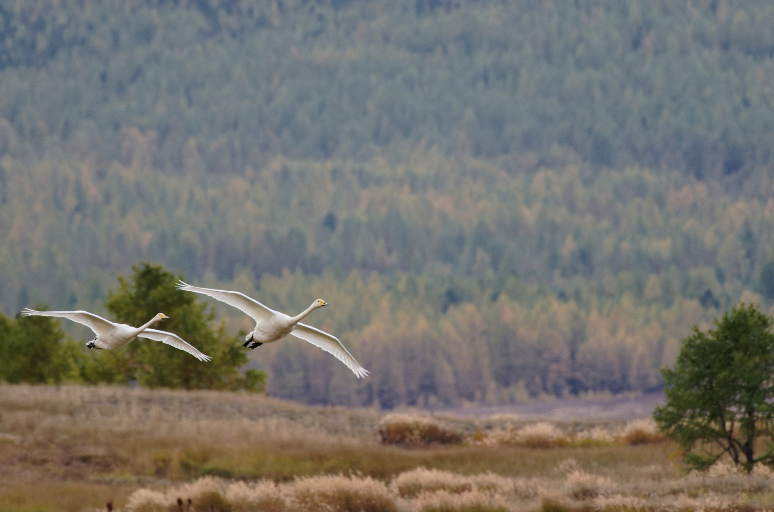 Это не фотошоп. Я видел это в горах Алтая. Семоха Валерий. Фотограф