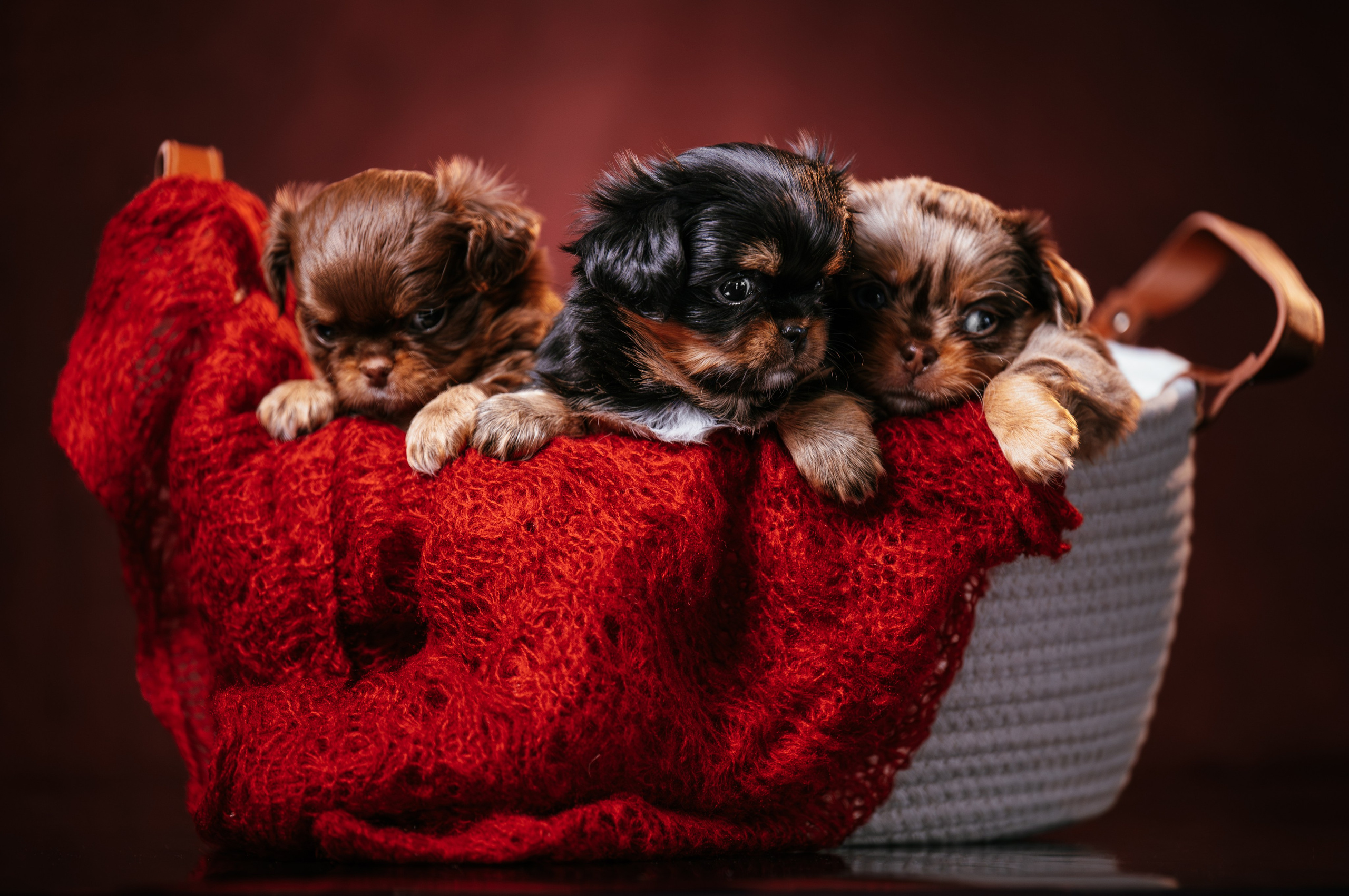 Фотограф в Ростове —на — Дону