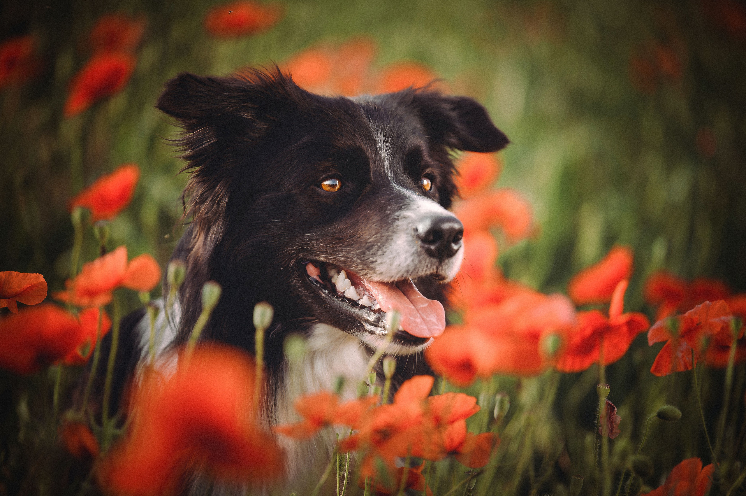 Фотограф в Ростове —на — Дону