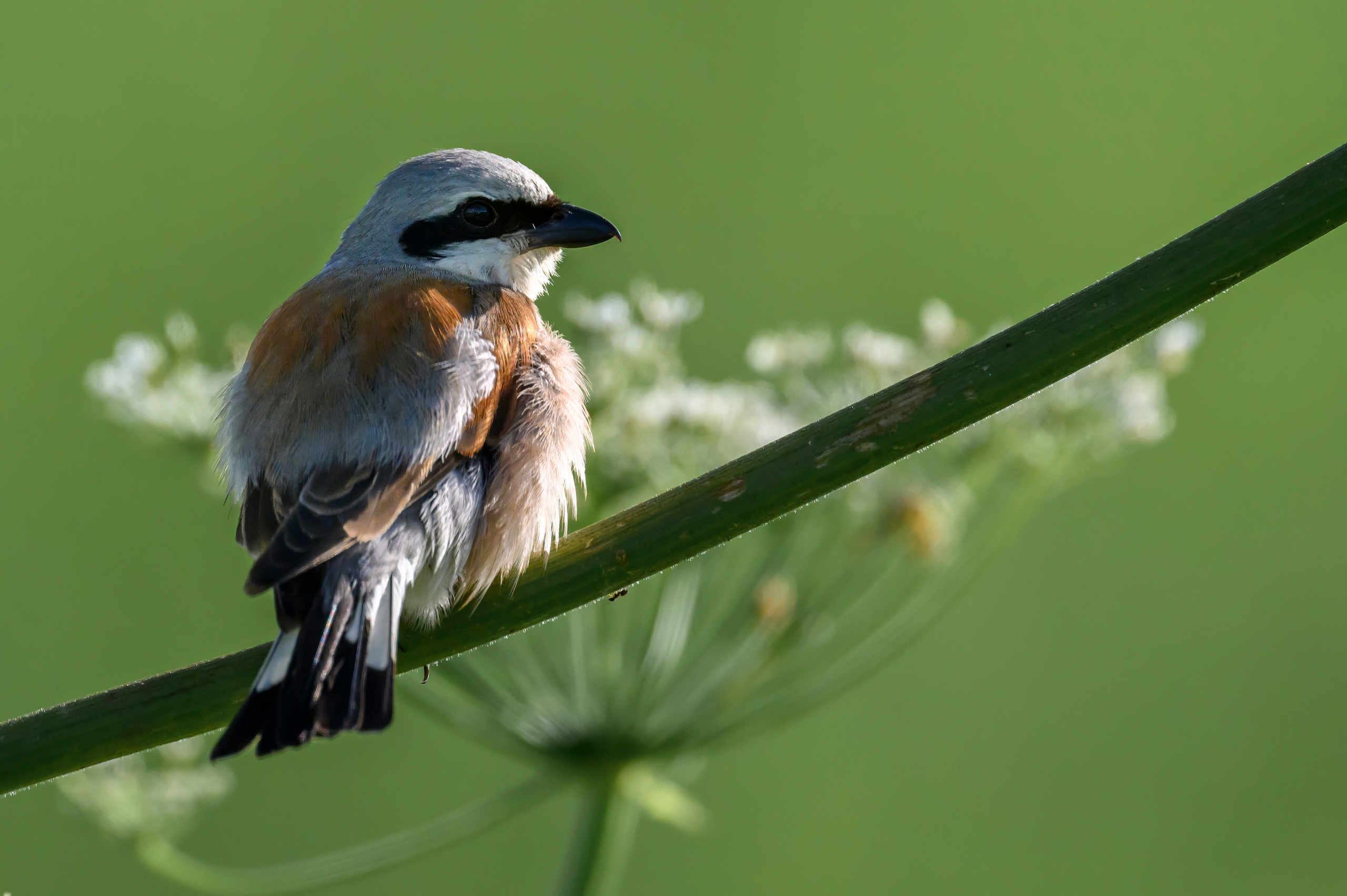 Совы и слетки. Owls and nestlings. Wildlife photography by Sergey Puponin