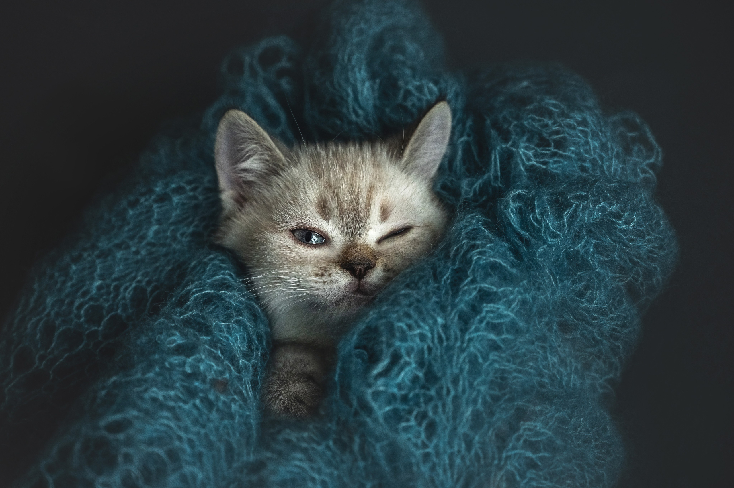 Контакты. Обучение анималистической фотографии