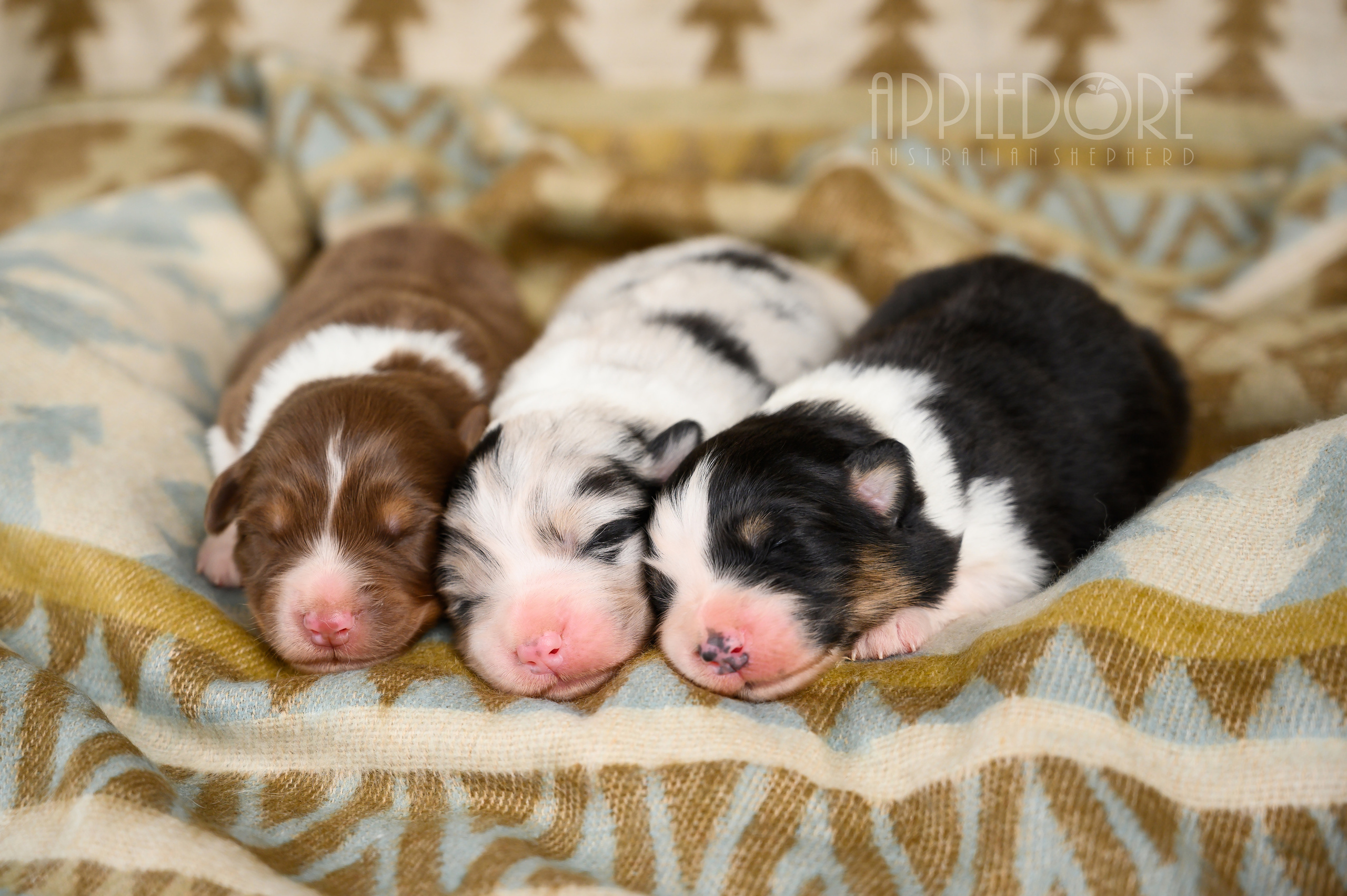 PAST LITTERS. APPLEDORE