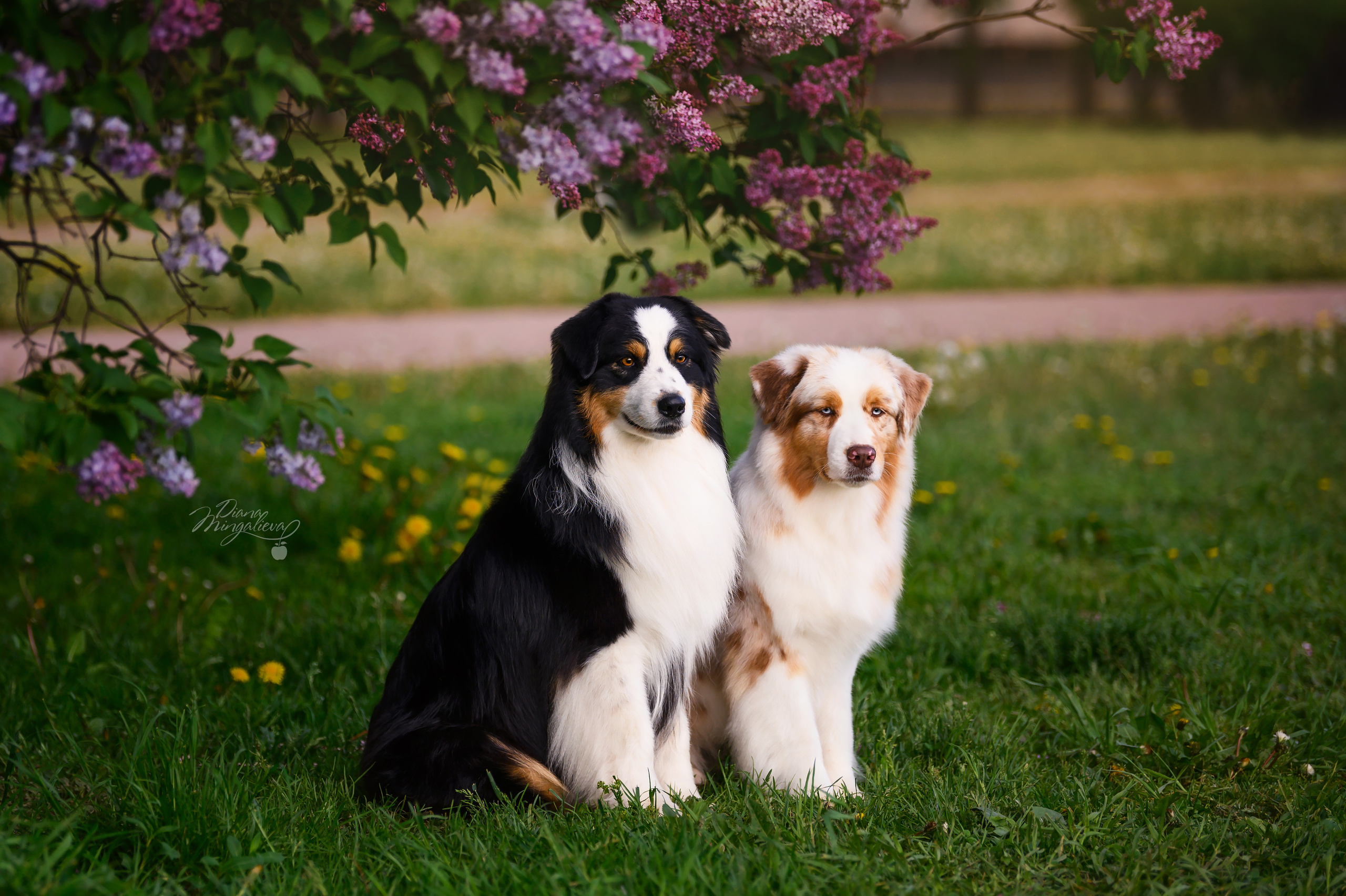 ПОМЕТ Е. Питомник австралийских овчарок «APPLEDORE»