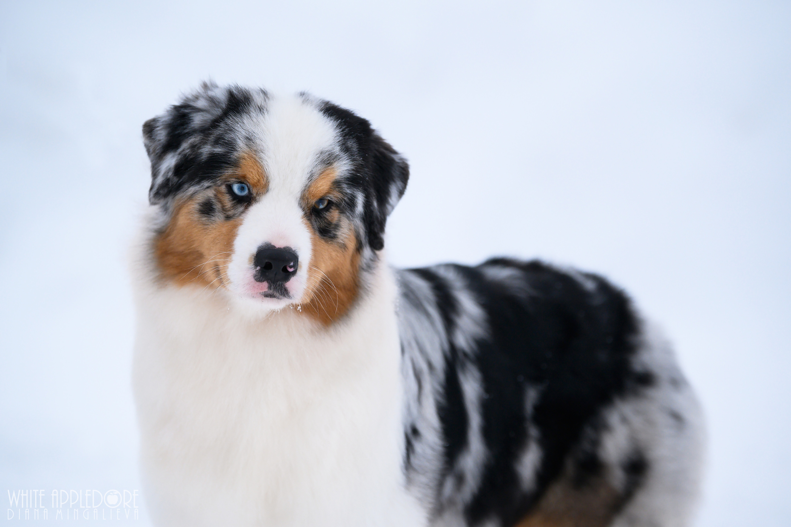 ПРАДА. Питомник австралийских овчарок «APPLEDORE»