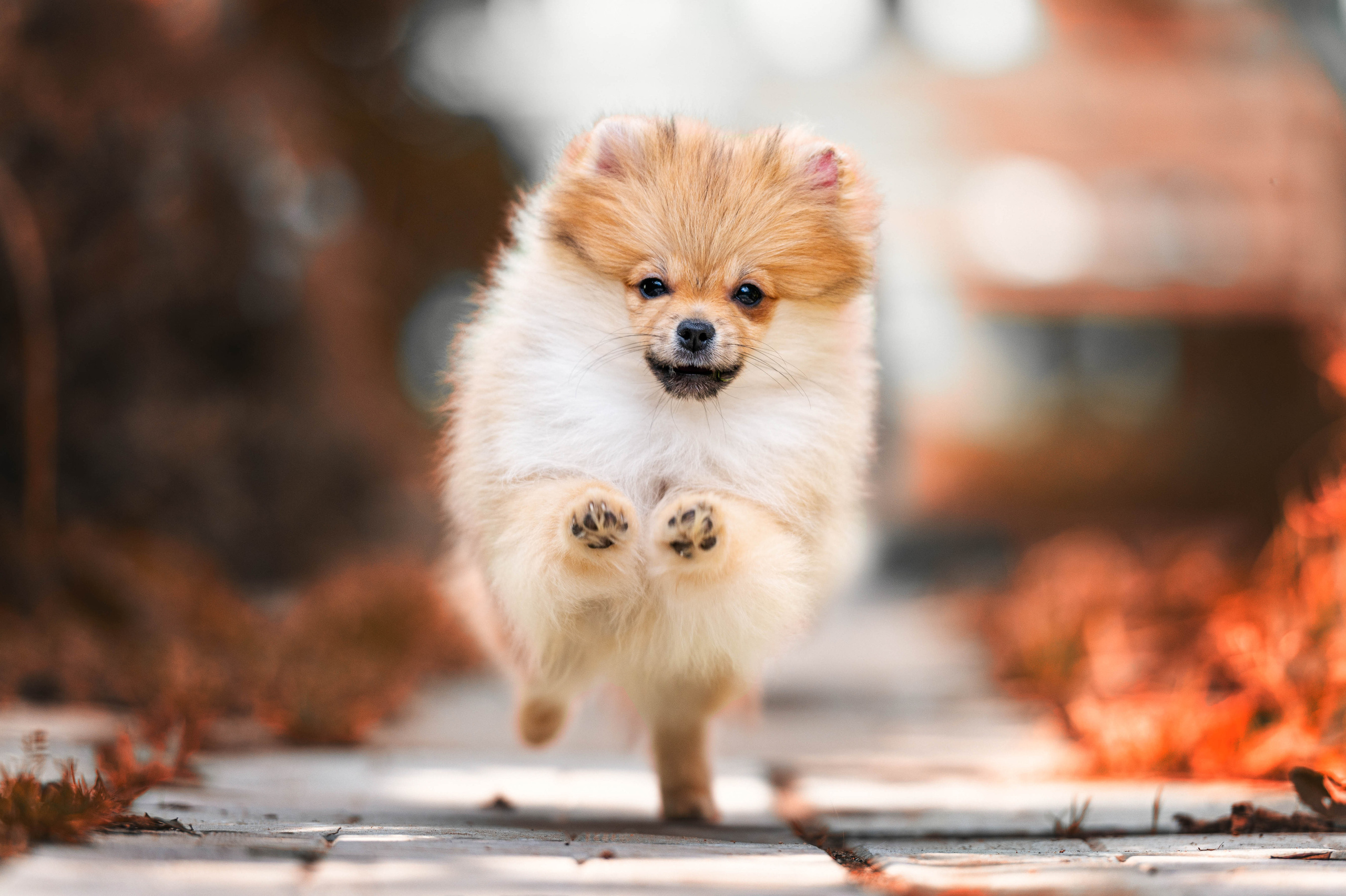 Прайс. Фотограф-анималист