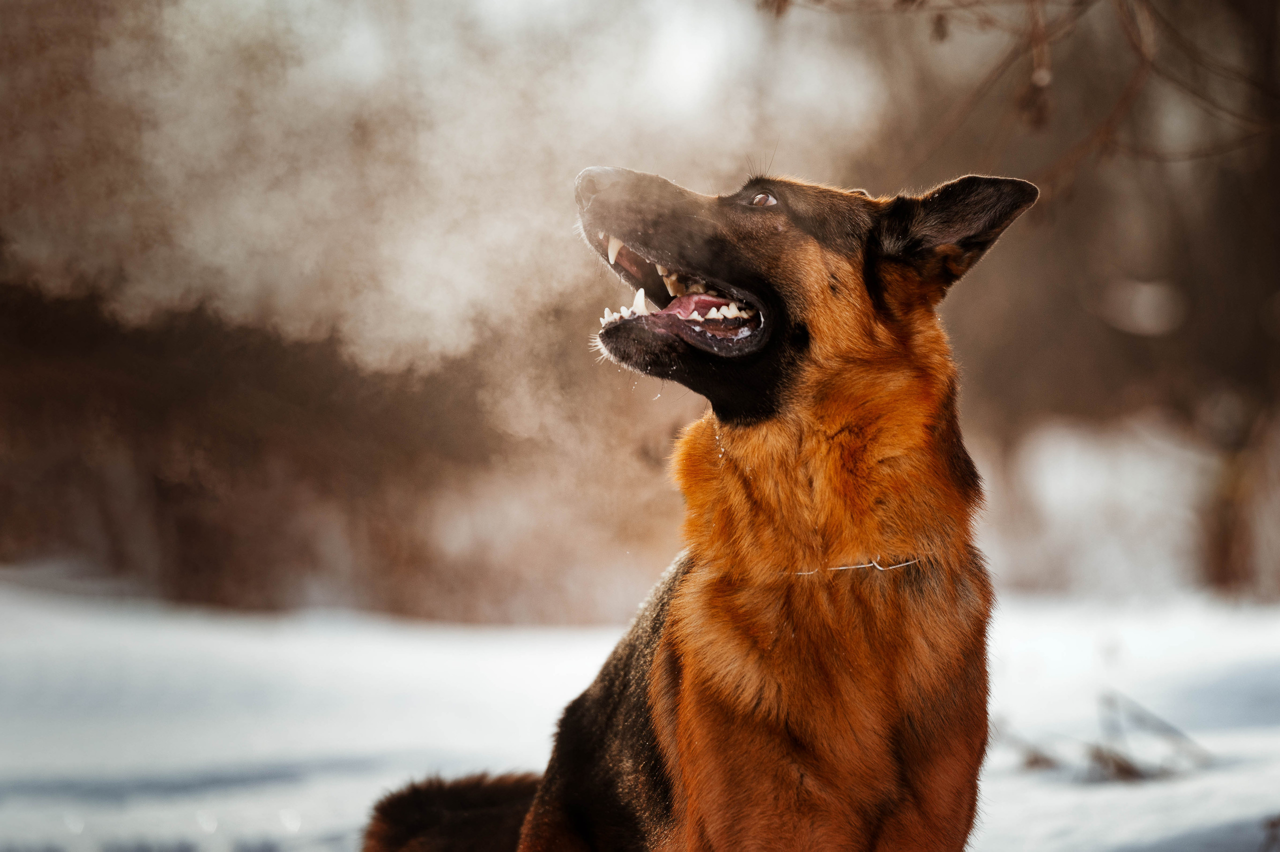 Прайс. Фотограф-анималист