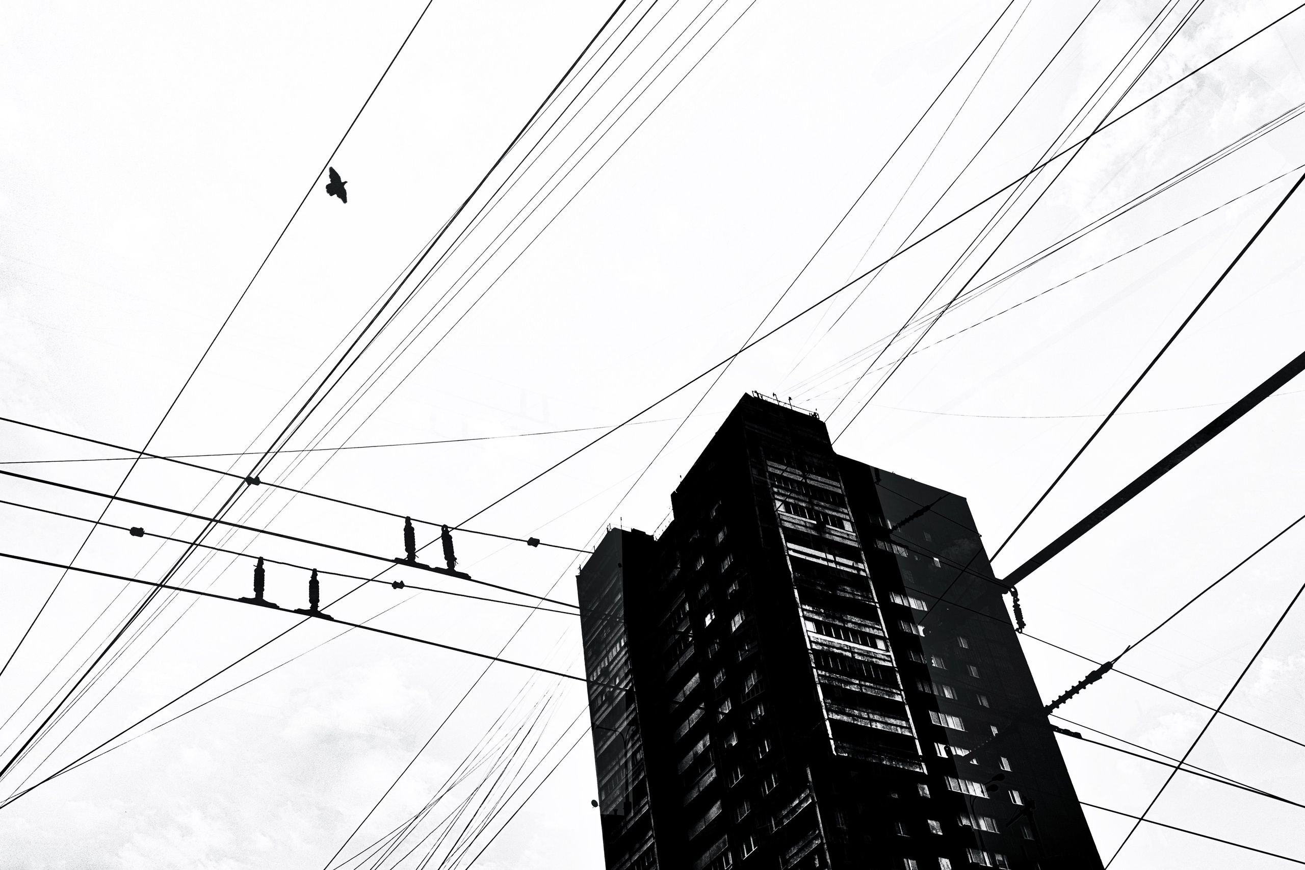 Высокое здание в окружении множества пересекающихся проводов, летящая птица, высококонтрастная черно-белая композиция