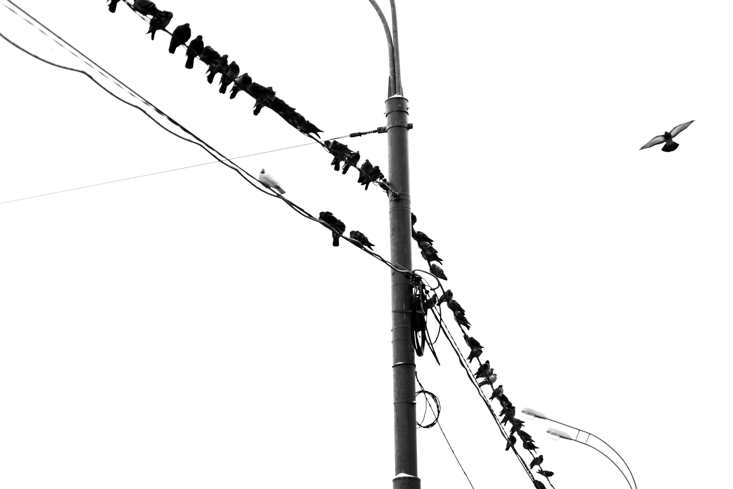 Черно-белое фото птиц на электрических проводах, минималистичная композиция с летящей птицей, серия Entanglement.City