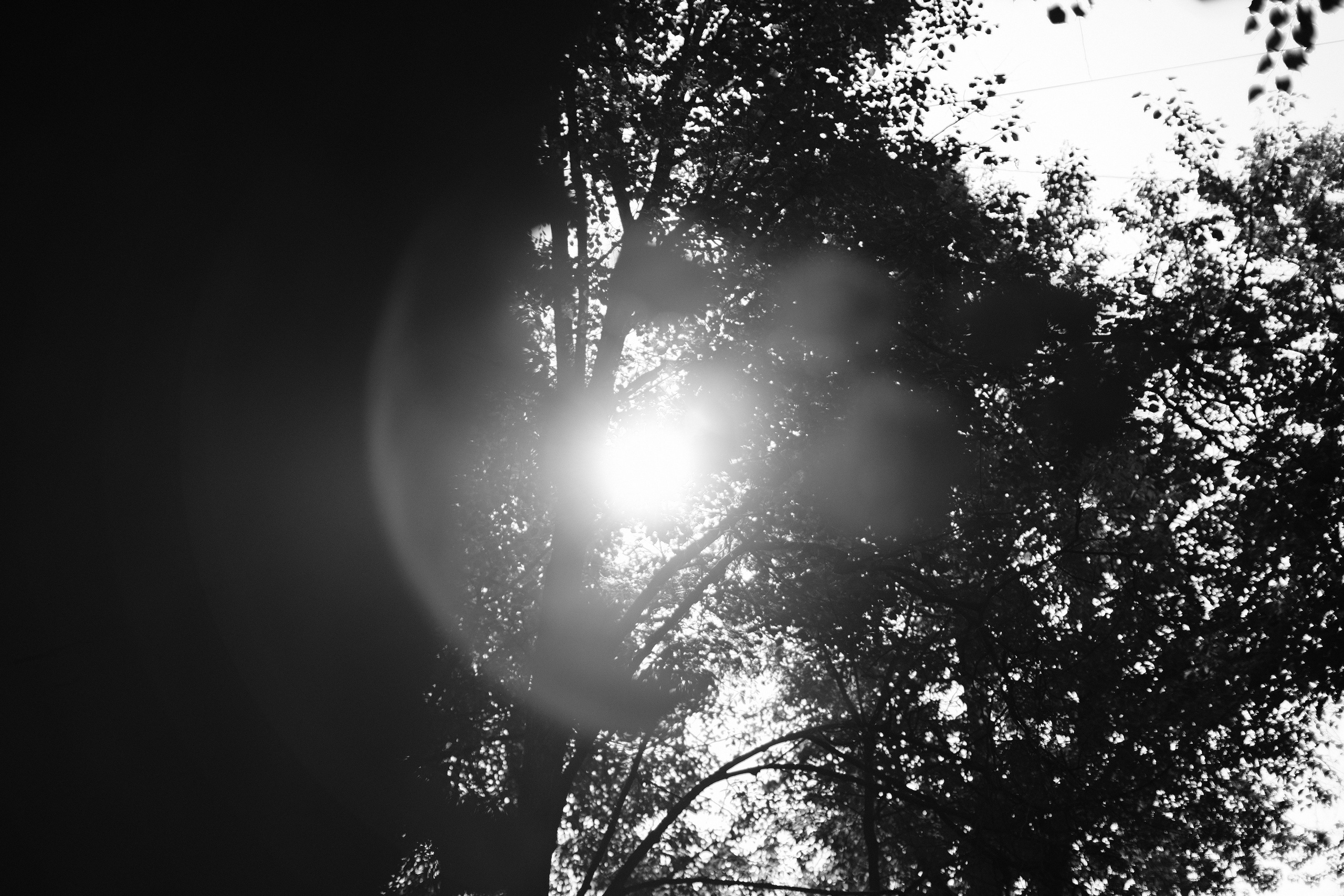 Черно-белая фотография: солнце пробивается сквозь листву деревьев, блики и лучи света, силуэты ветвей, лесная атмосфера, высокий контраст