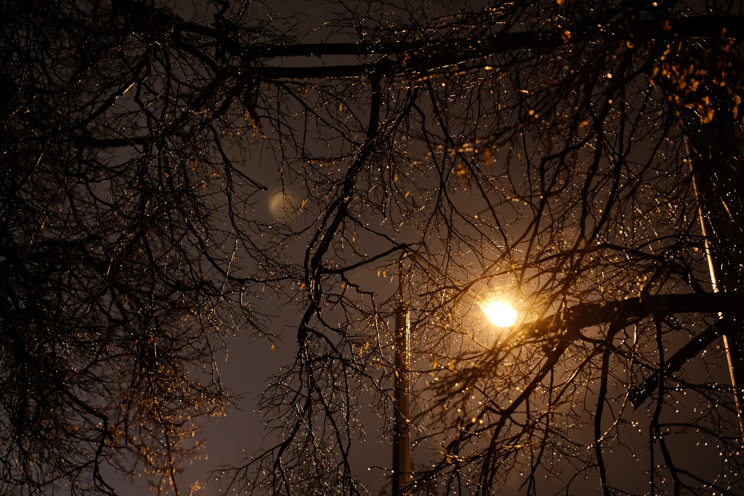 Ночная фотография: уличный фонарь освещает мокрые ветви деревьев, капли дождя блестят в свете, луна на фоне, атмосферный городской пейзаж, теплое освещение