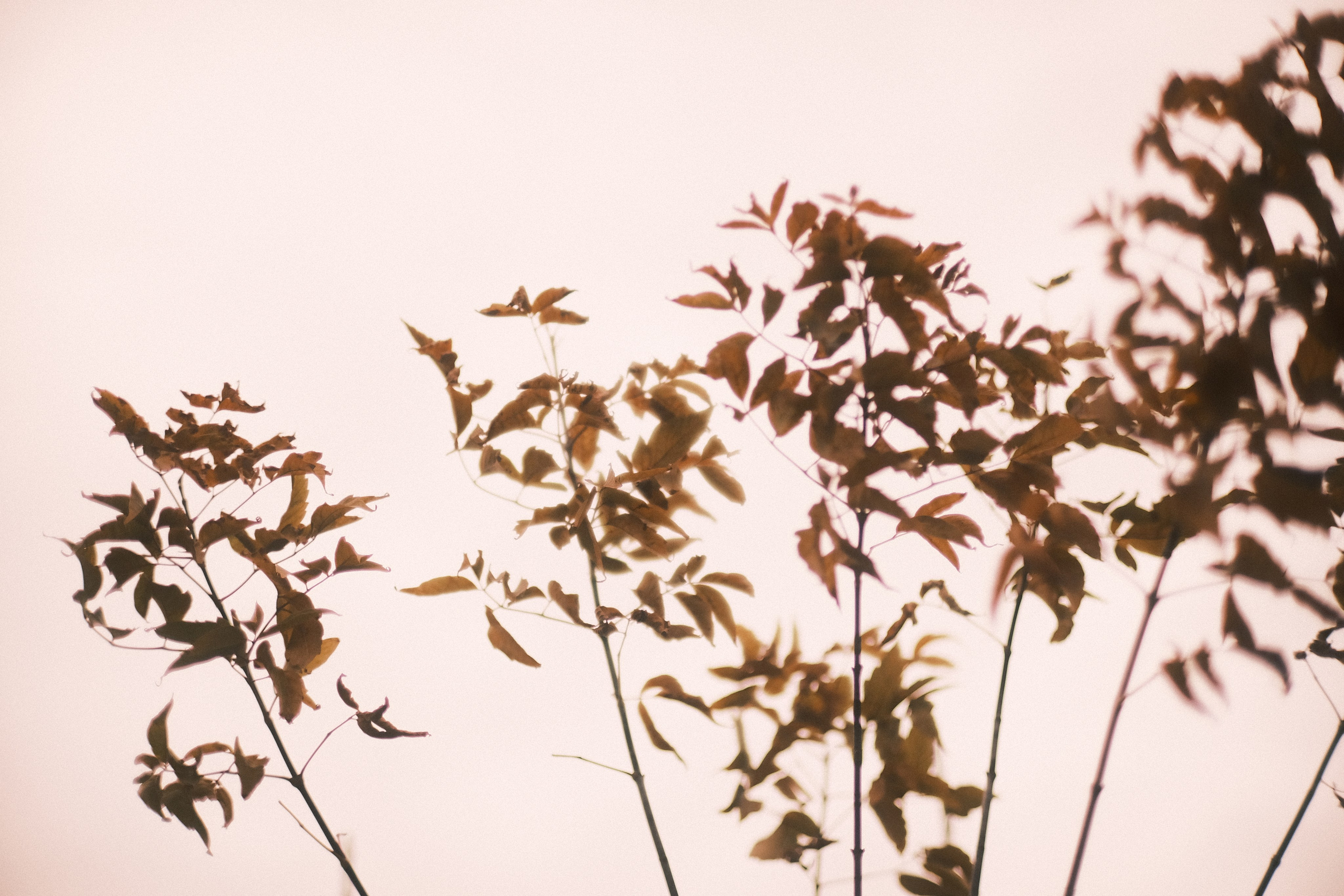 Минималистичная фотография: силуэты ветвей с листьями на фоне бледного неба, теплые пастельные тона, осенняя атмосфера, природа