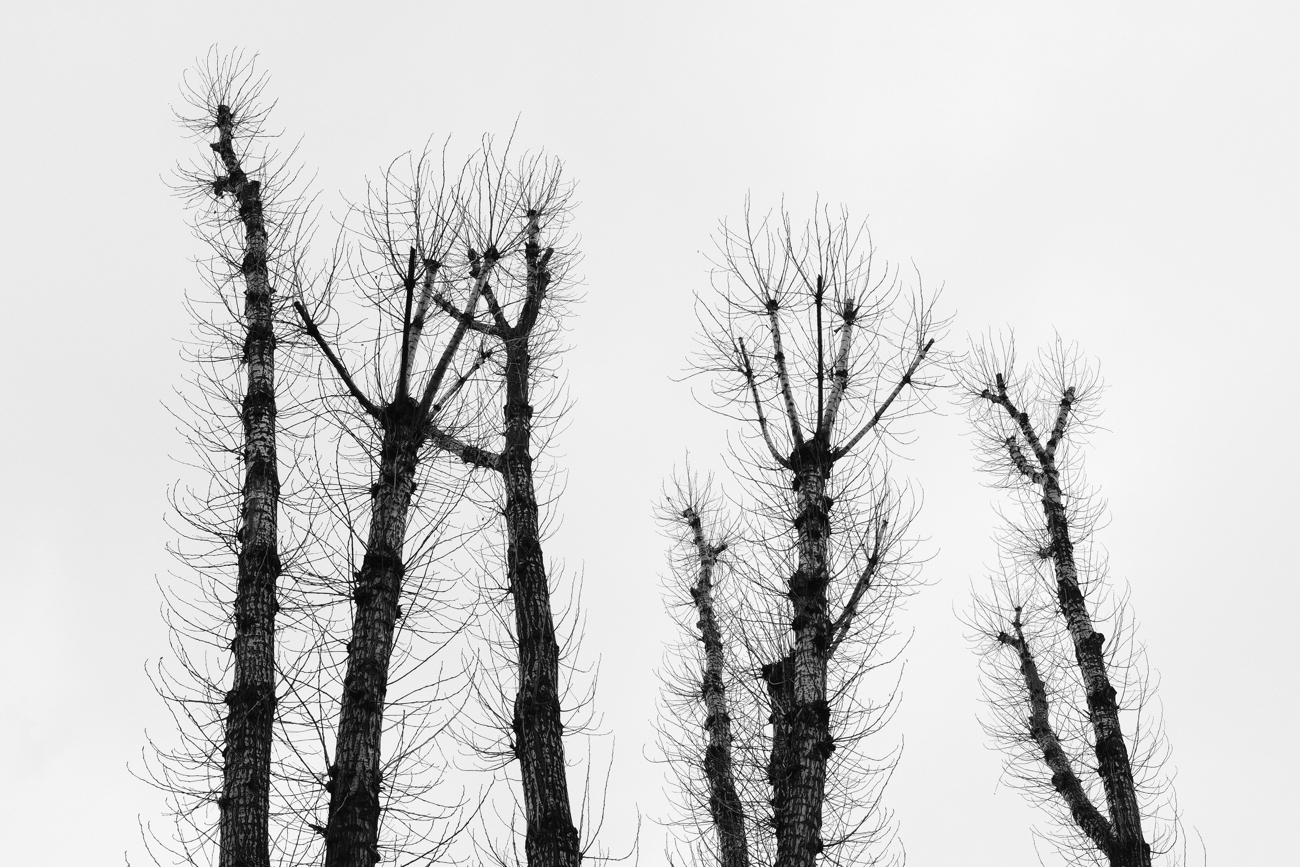 Черно-белая фотография: высокие голые деревья тянутся к белому небу, тонкие ветви создают графичный узор, минимализм, зимний пейзаж