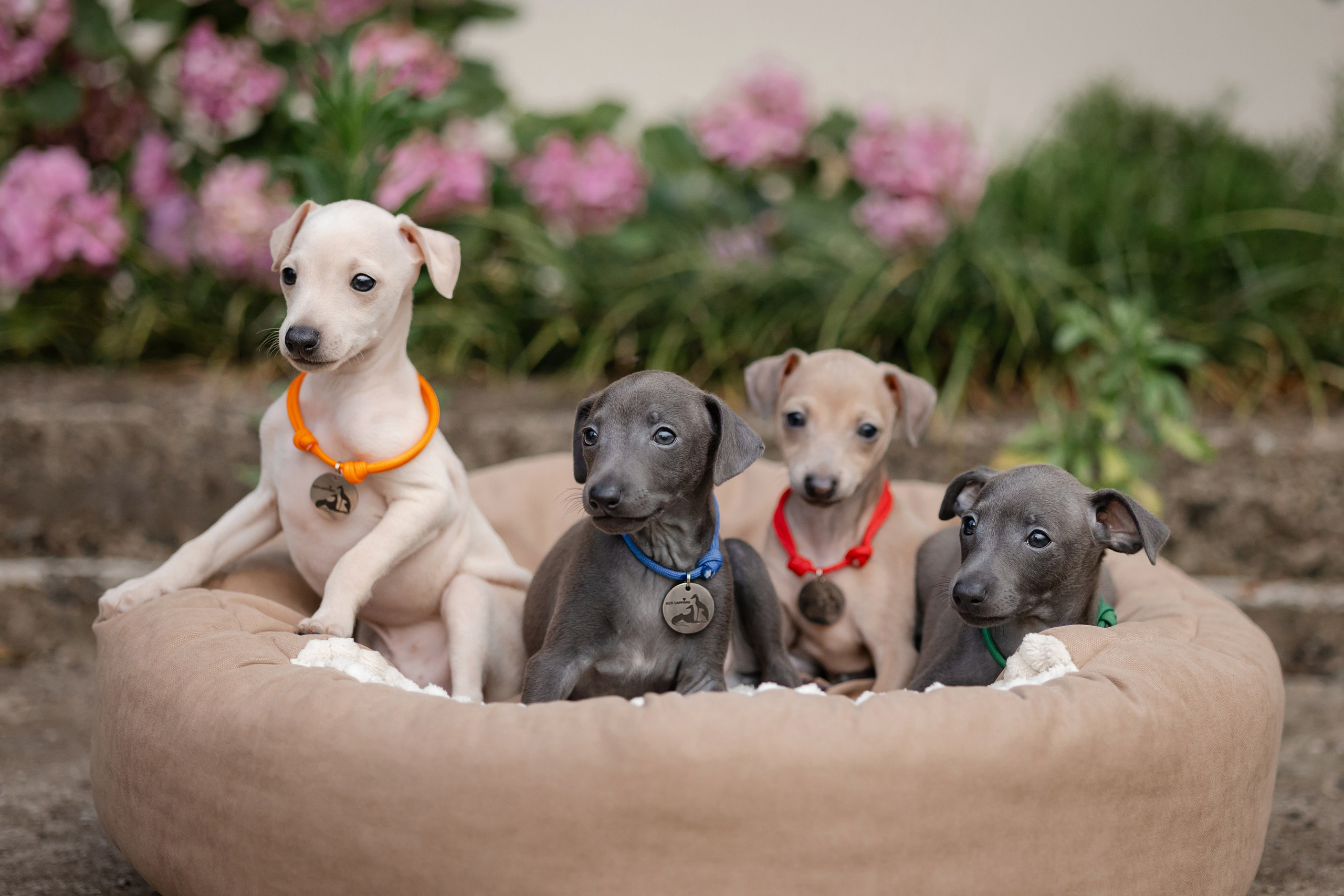 Online store. Professional Italian Greyhound Kennel RKF/FCI ASTI SAPPHIRE 💎 Sochi|St. Petersburg
