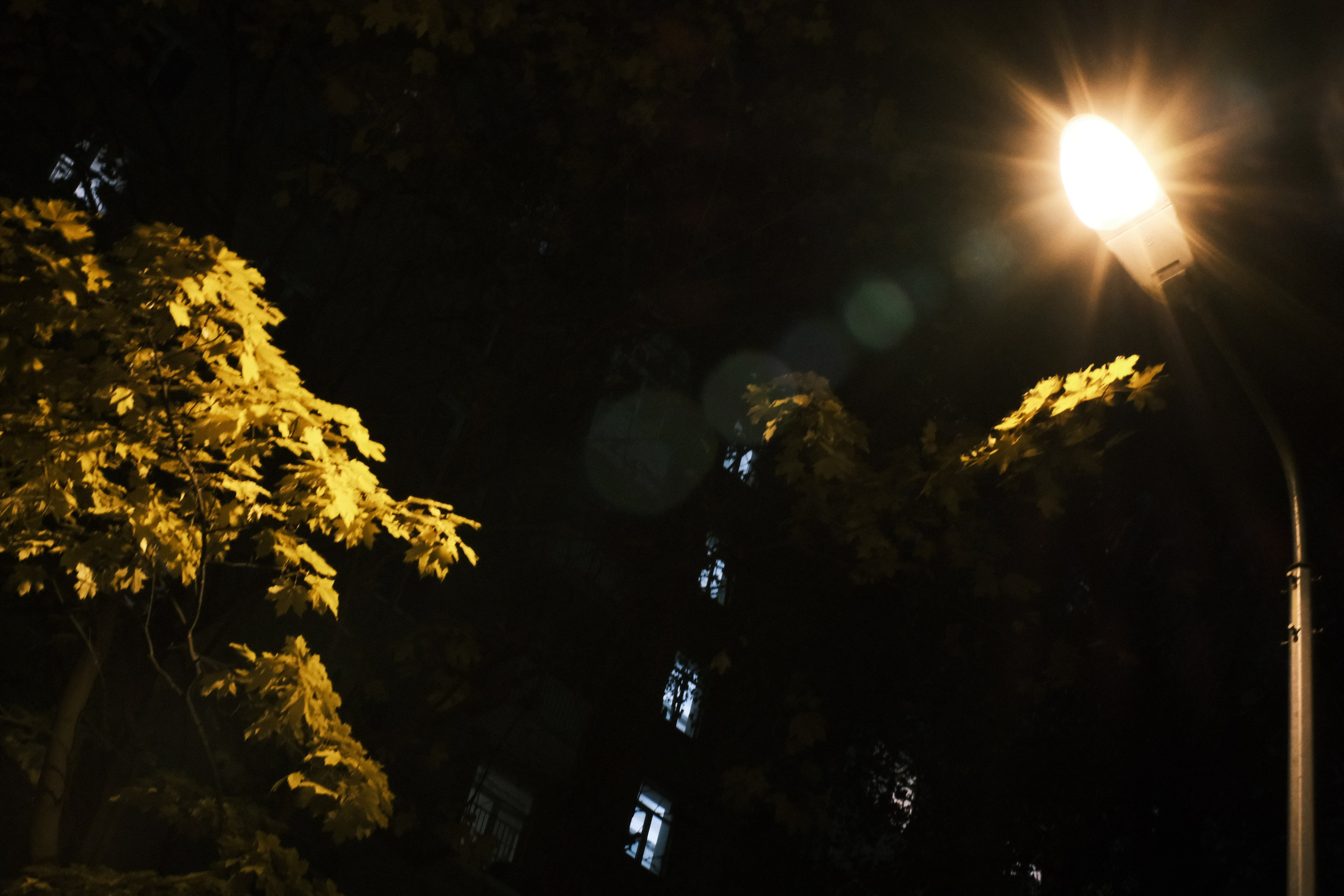 Ночная городская фотография: уличный фонарь освещает жёлтые листья клёна, тёмный фон, окна дома, атмосферное фото, осенняя ночь