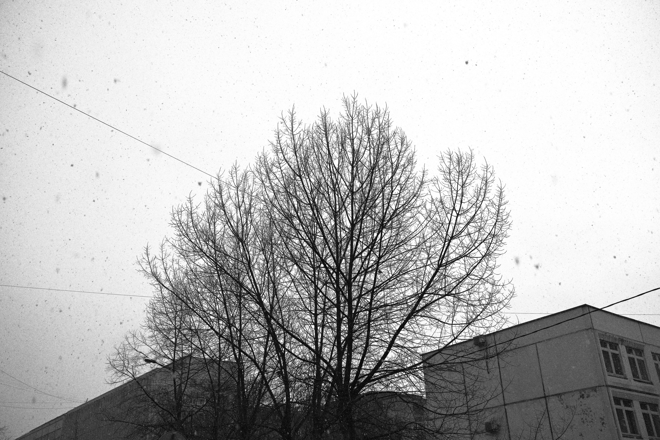 Голое дерево на фоне неба с проводами и падающим снегом, зернистая черно-белая текстура, городские здания