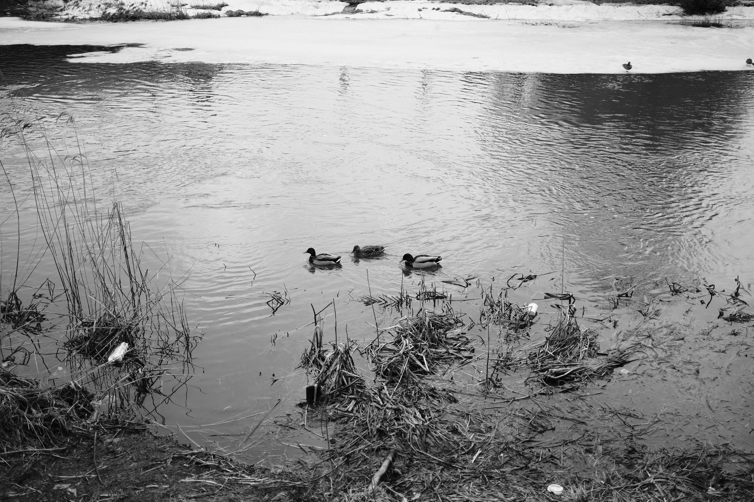 Утки плавают в реке с тающим льдом, черно-белое фото природы Переславля, межсезонье весна-зима