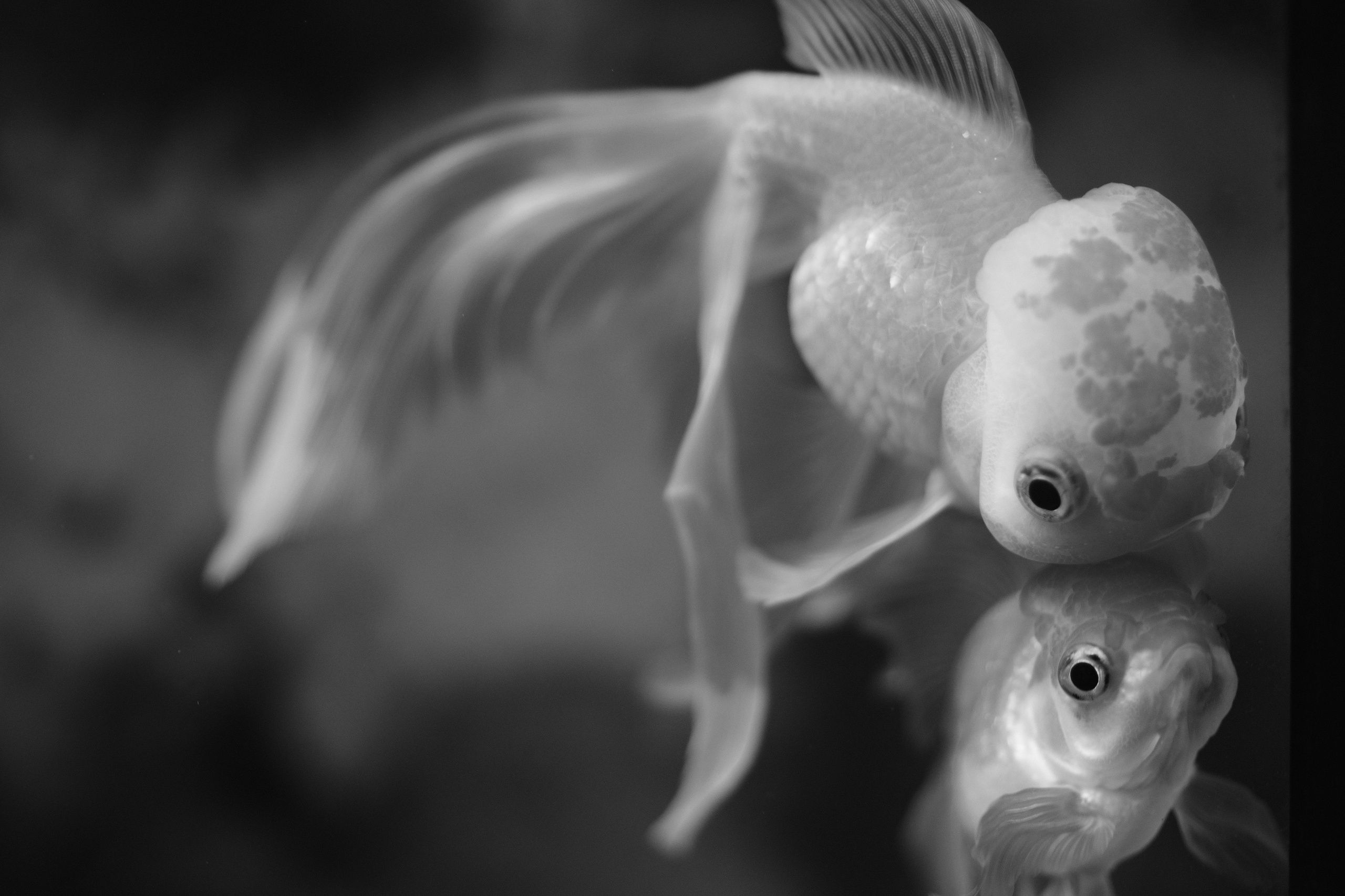 Черно-белая макро-фотография: золотая рыбка с отражением в воде, длинные плавники, художественная съёмка животных, минимализм